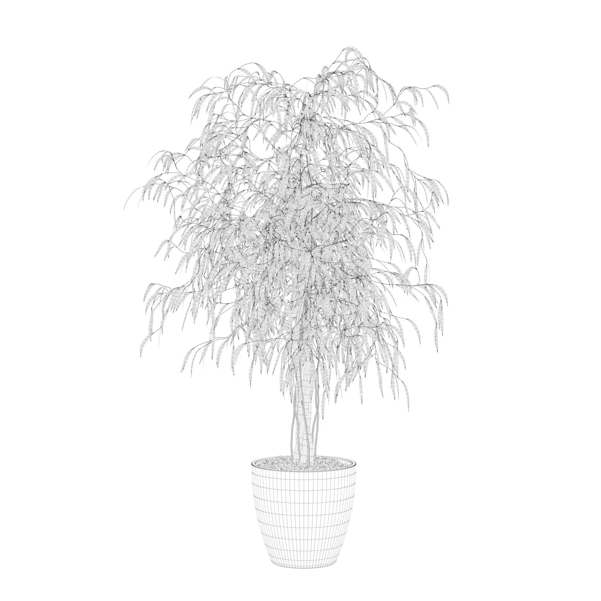 Ficus Ali 3D model_54