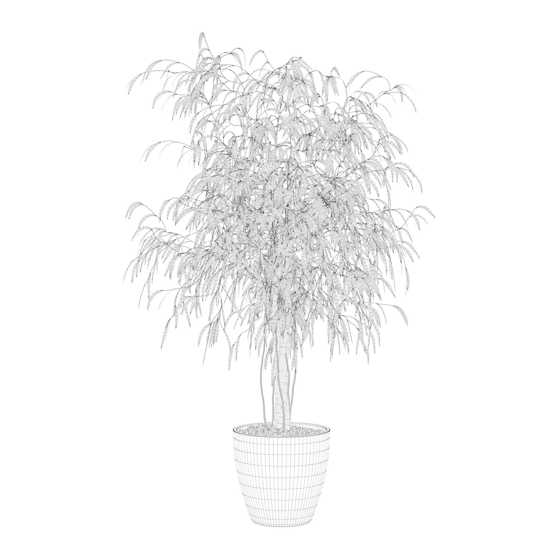Ficus Ali 3D model_59