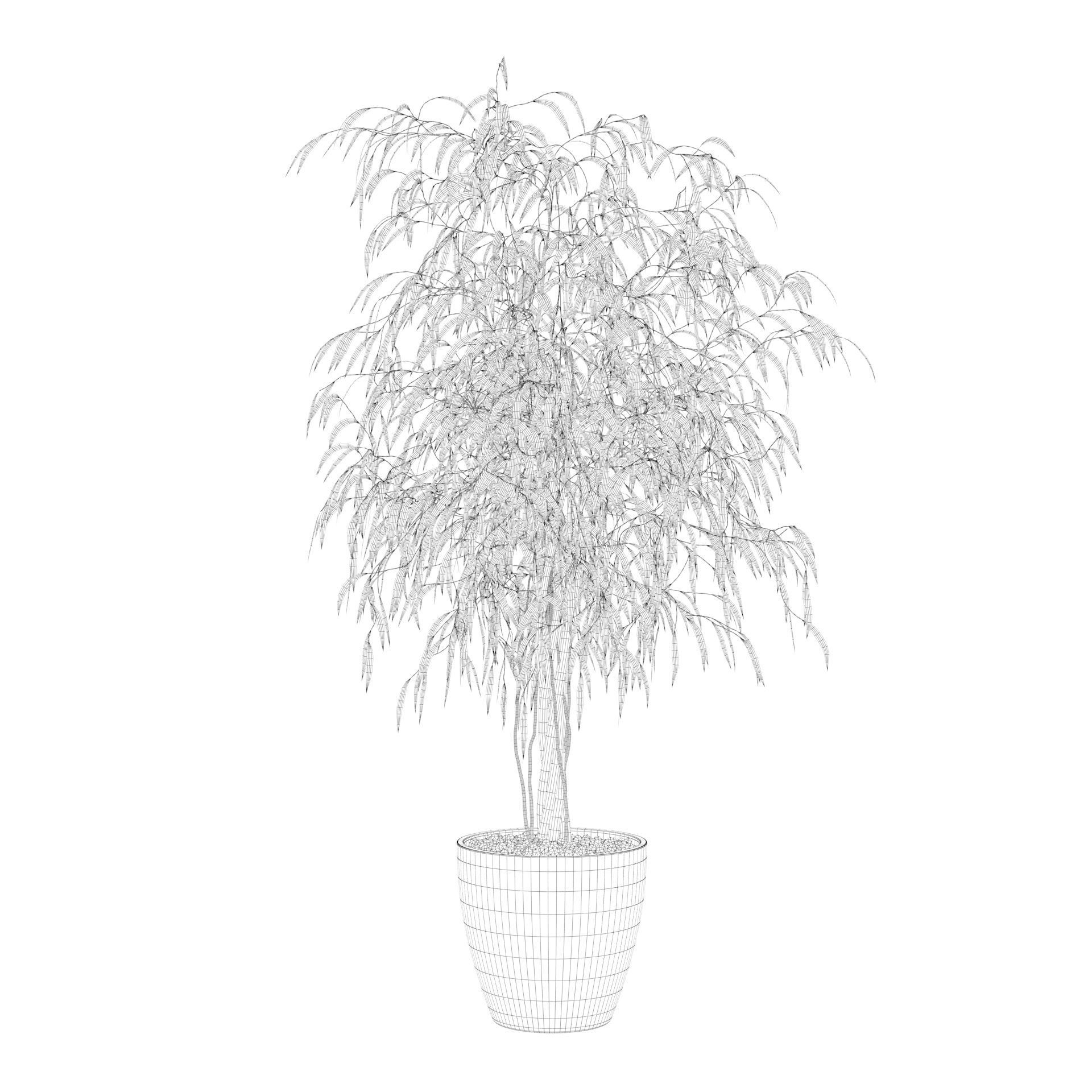 Ficus Ali 3D model_60