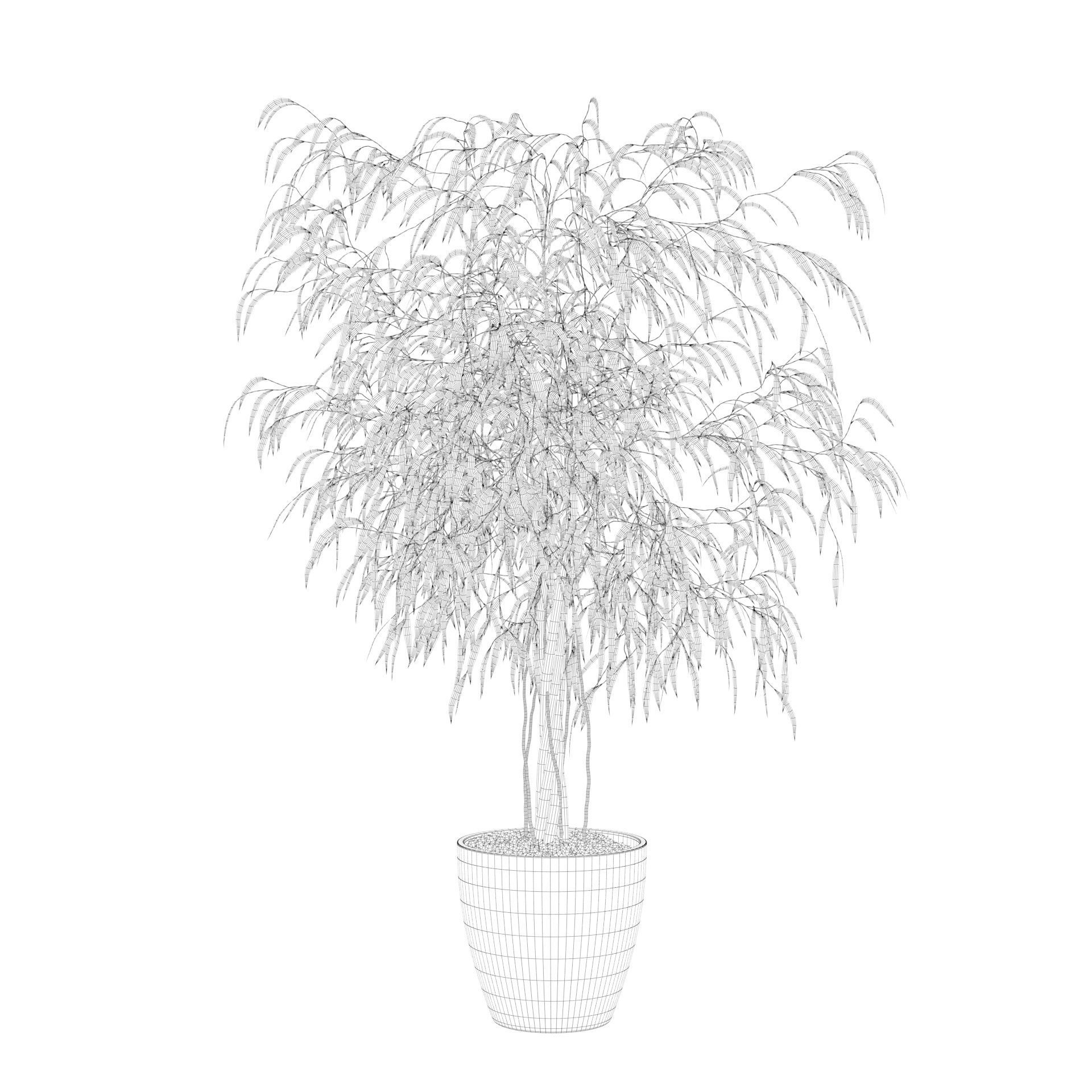 Ficus Ali 3D model_83