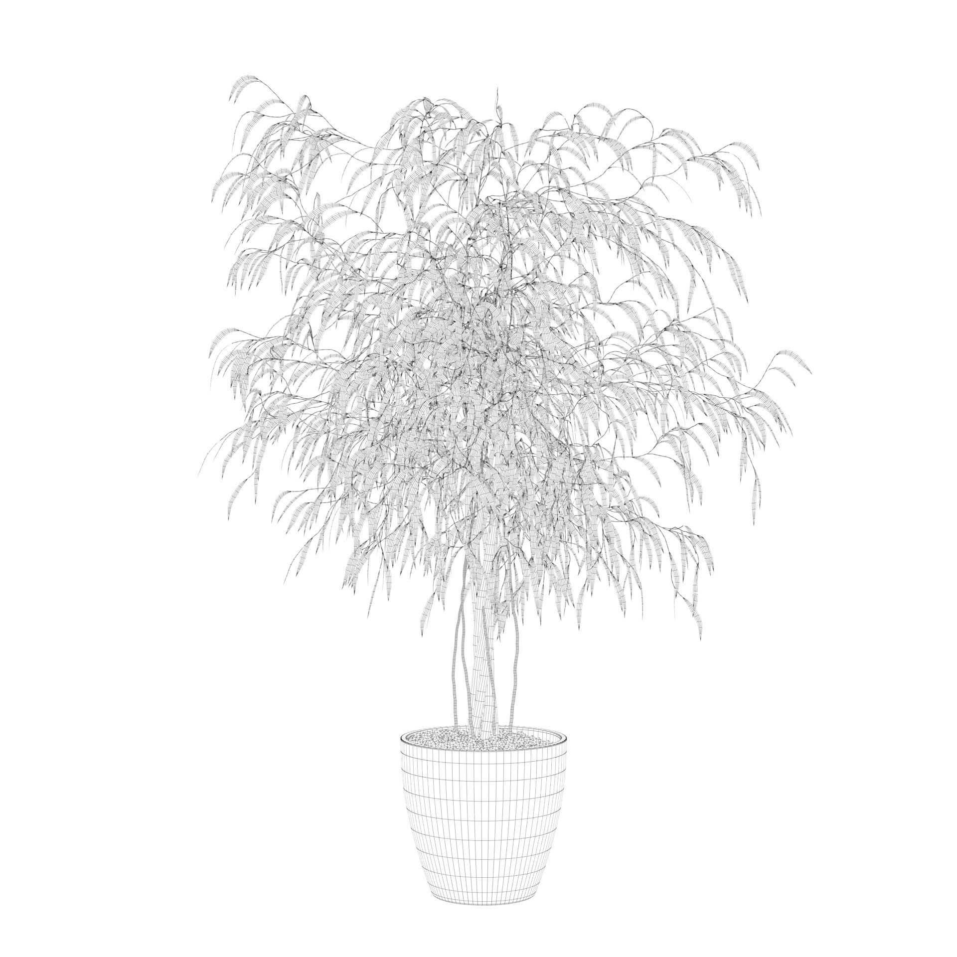Ficus Ali 3D model_56
