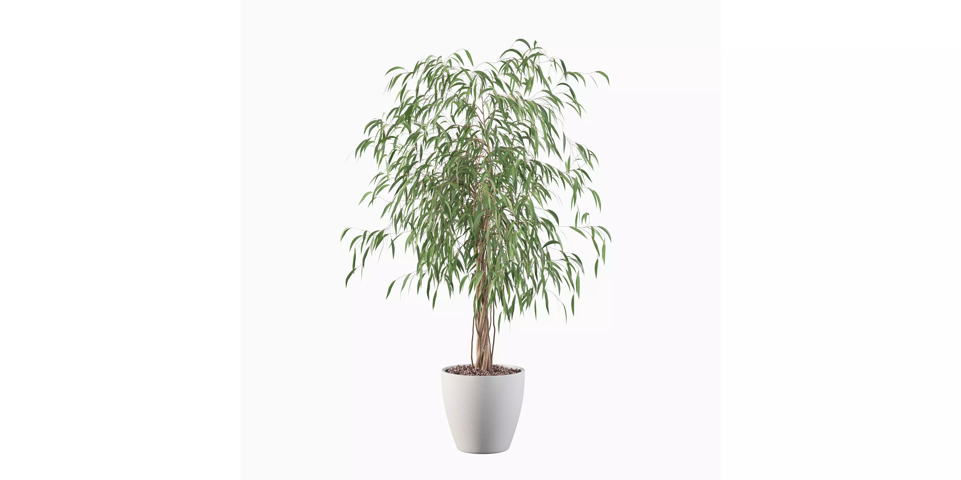 Ficus Ali 3D model_0