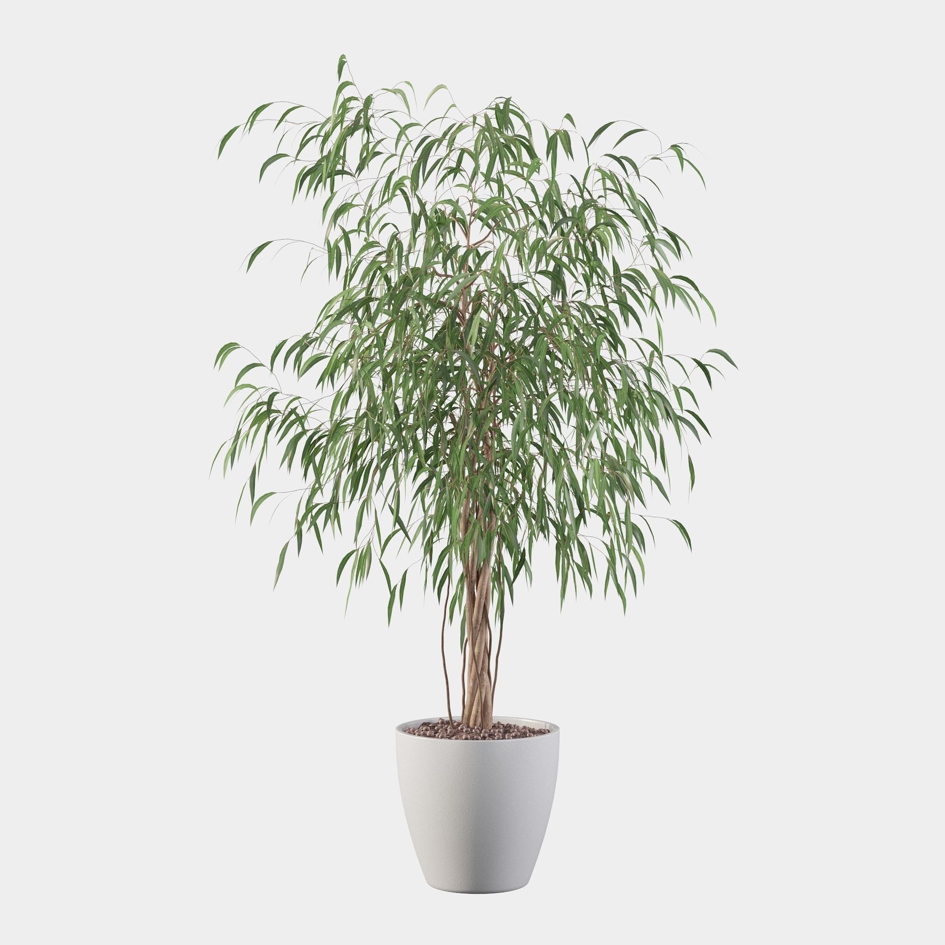 Ficus Ali 3D model_12