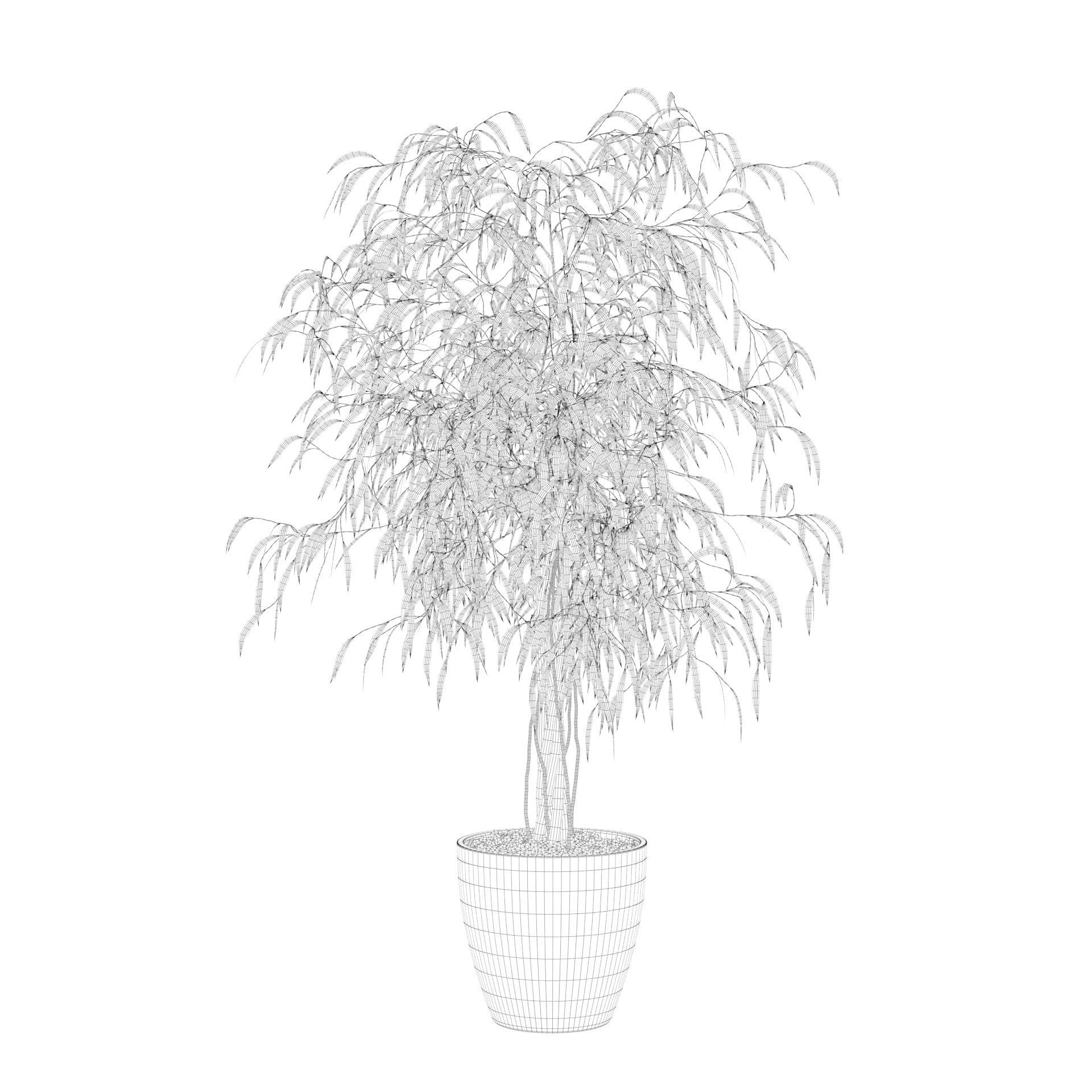 Ficus Ali 3D model_78