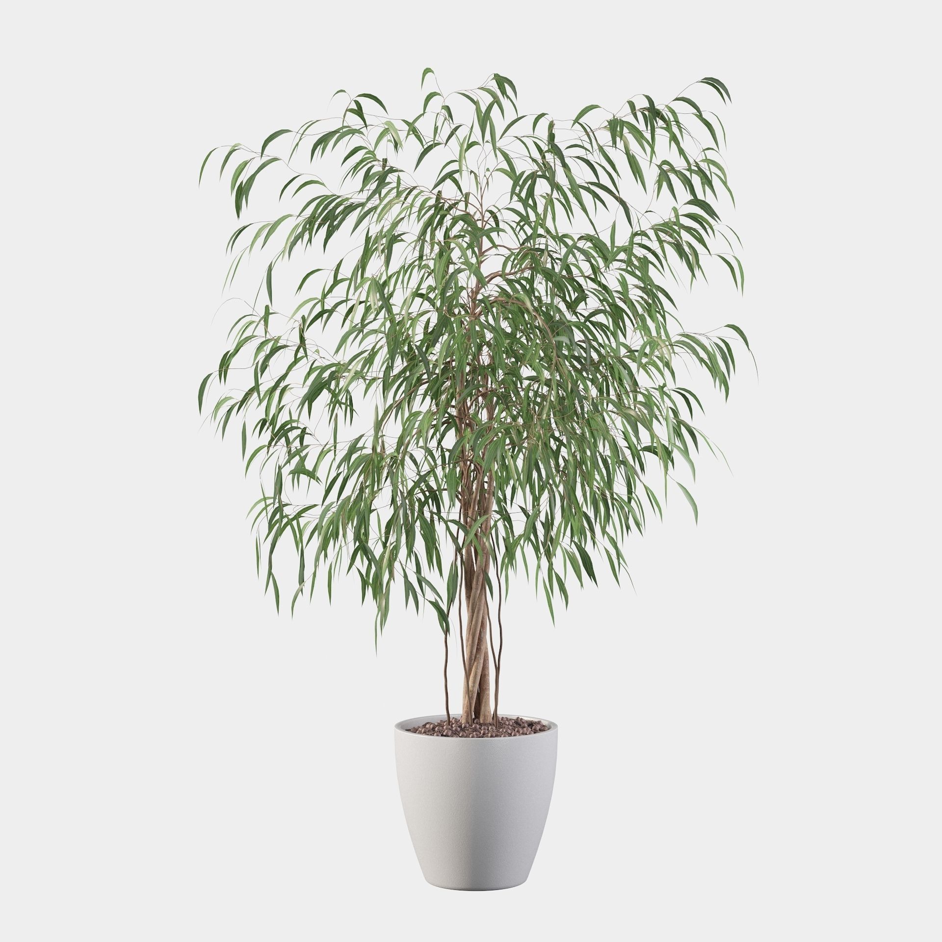 Ficus Ali 3D model_21