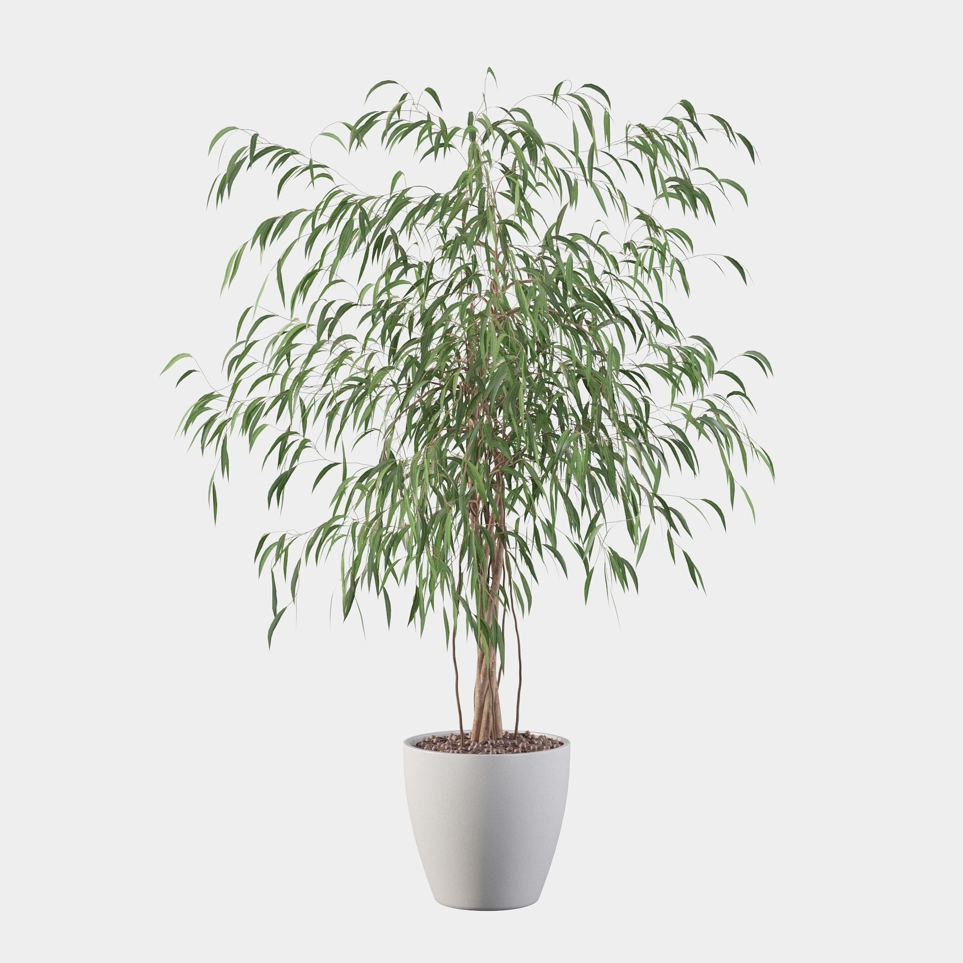 Ficus Ali 3D model_24