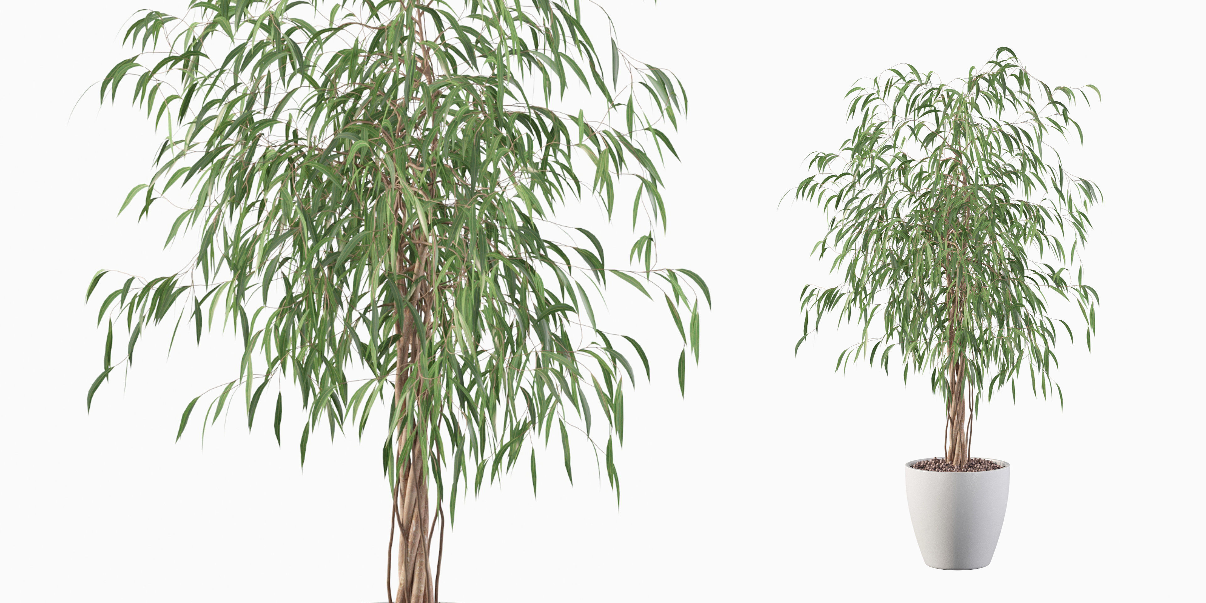 Ficus Ali 3D model_3
