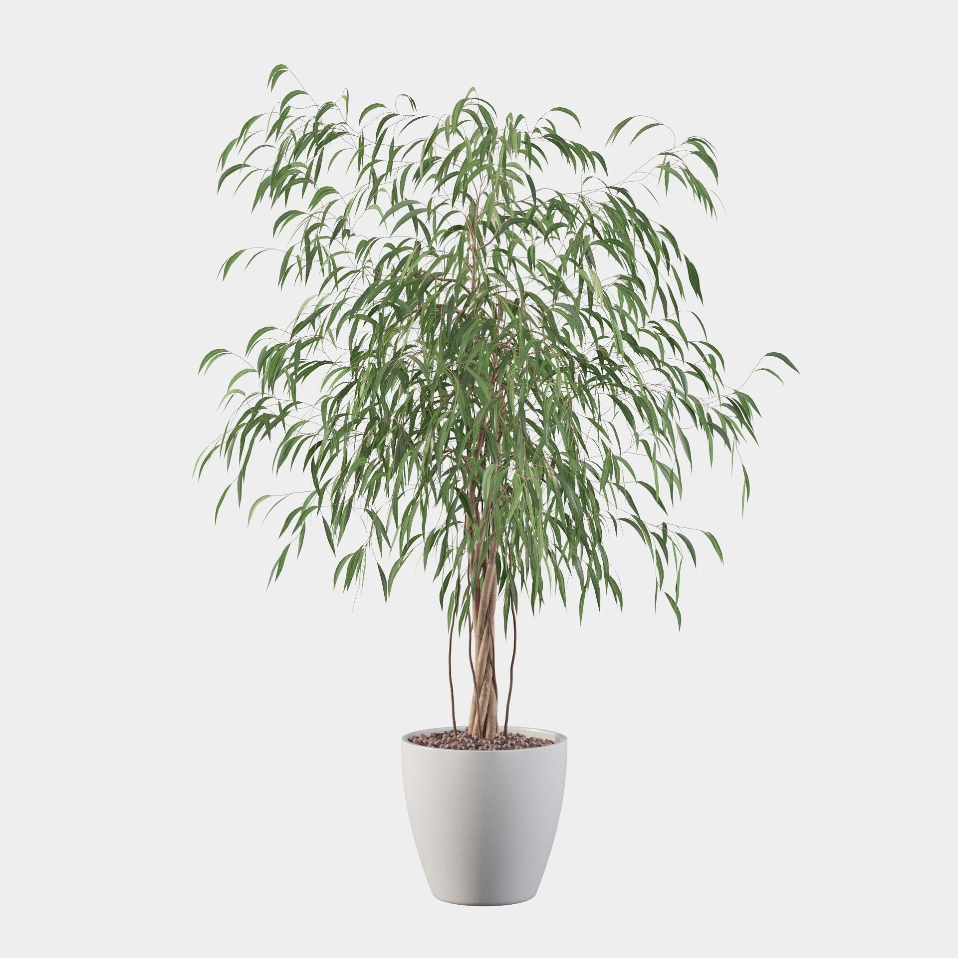 Ficus Ali 3D model_10