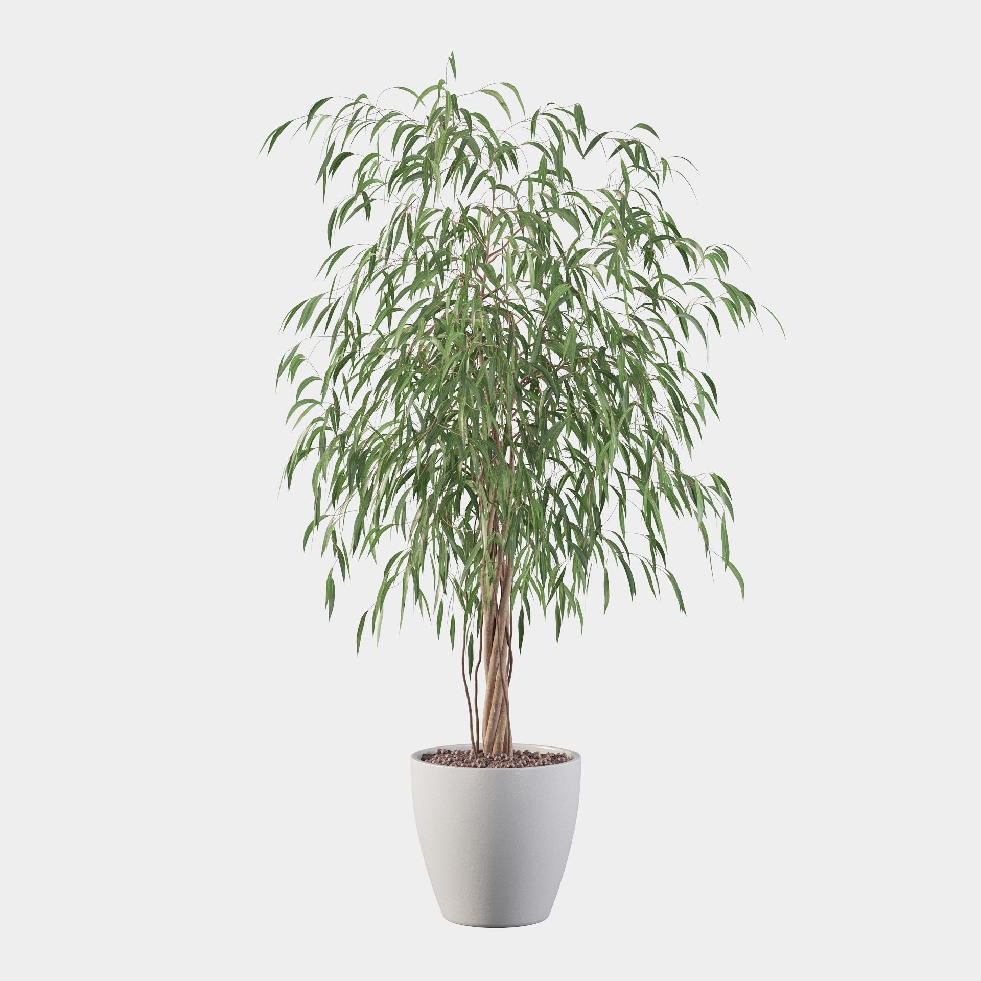 Ficus Ali 3D model_15