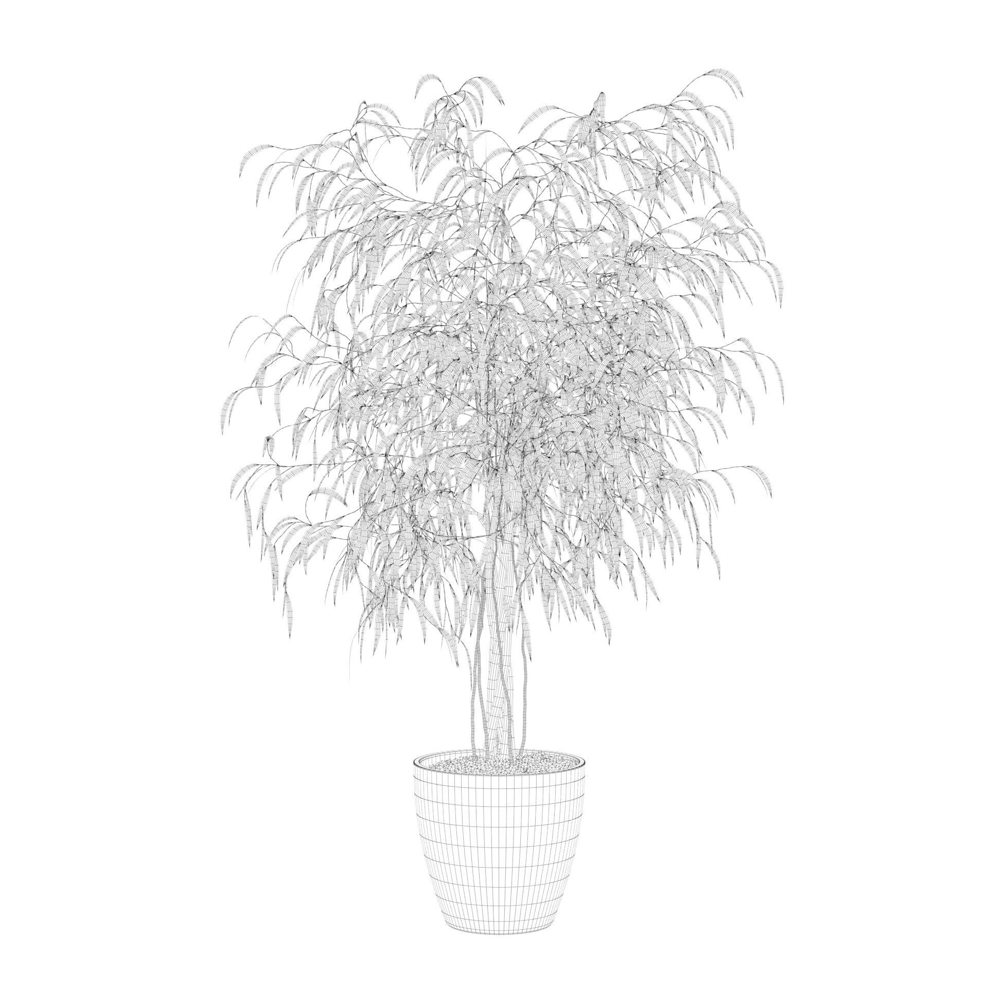 Ficus Ali 3D model_64