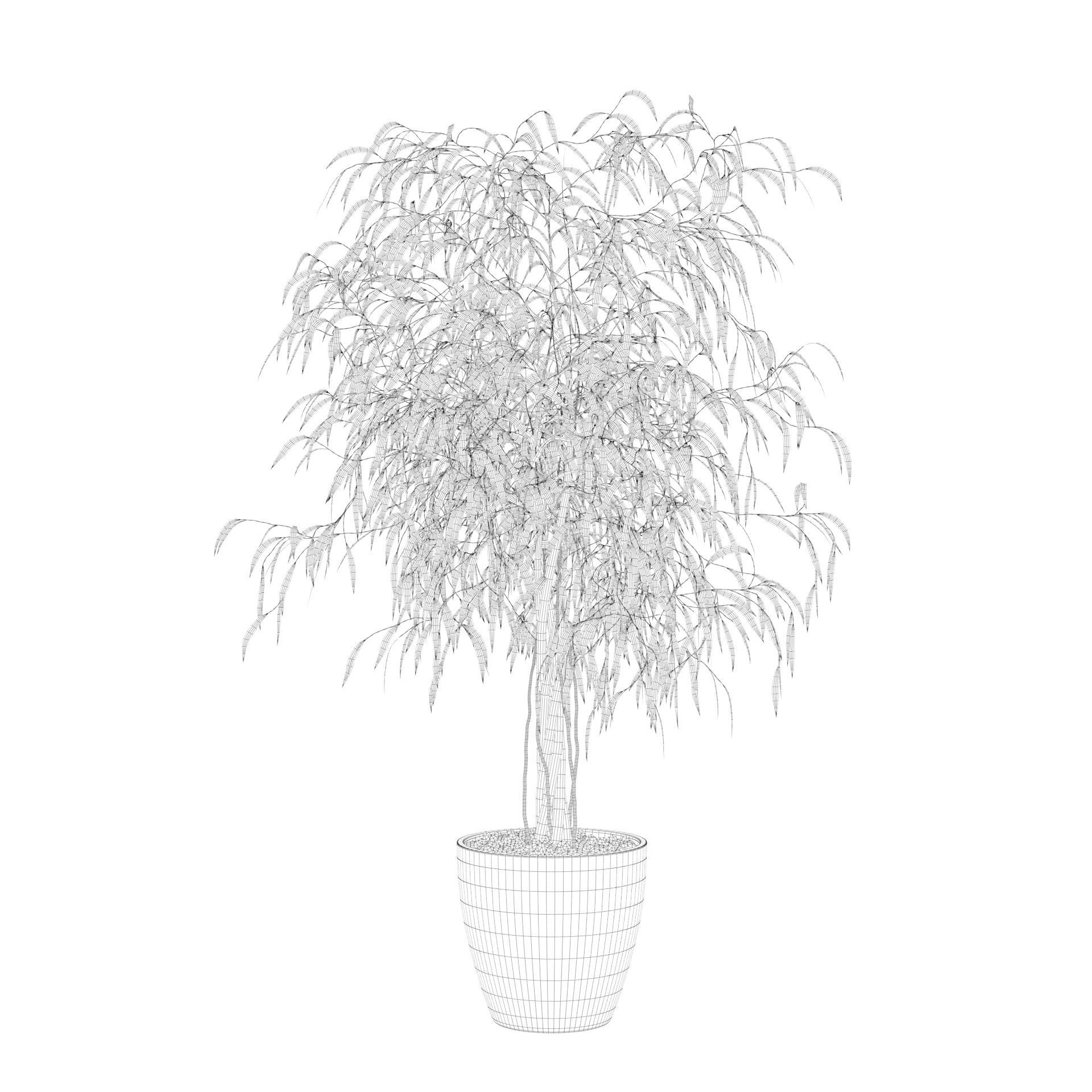 Ficus Ali 3D model_80