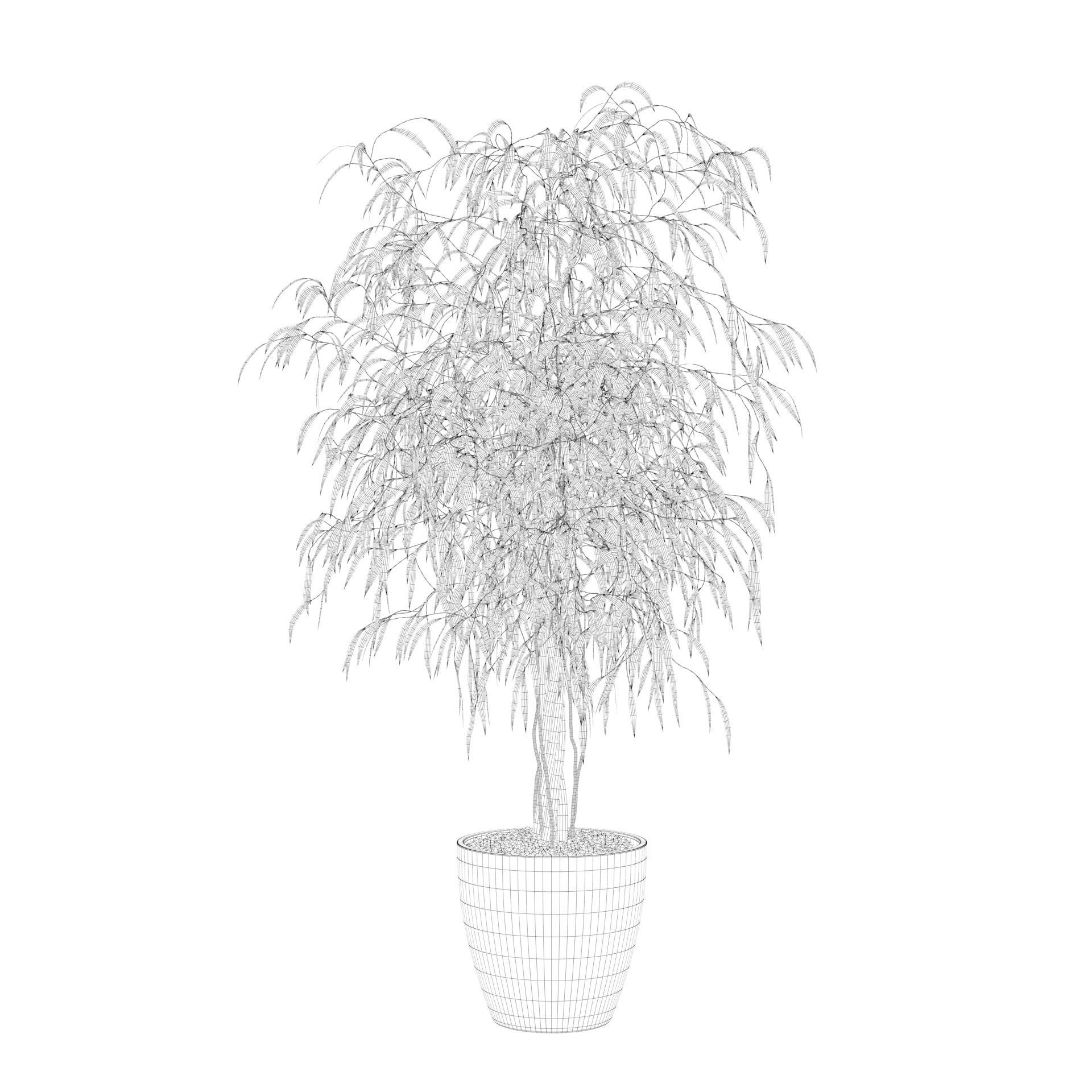 Ficus Ali 3D model_72