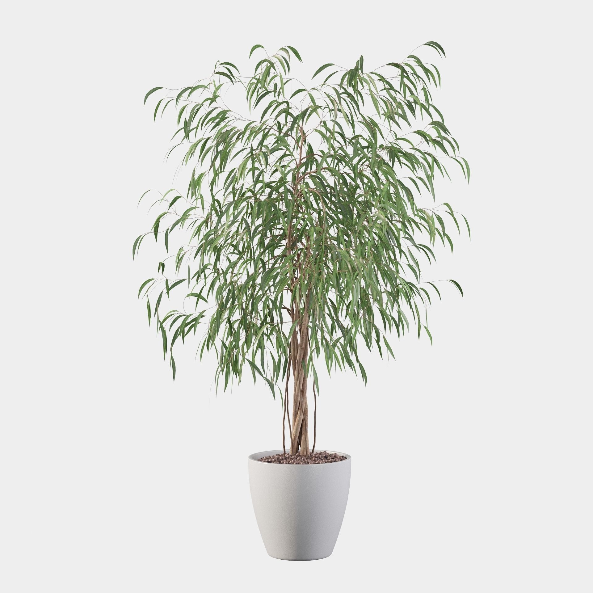 Ficus Ali 3D model_19