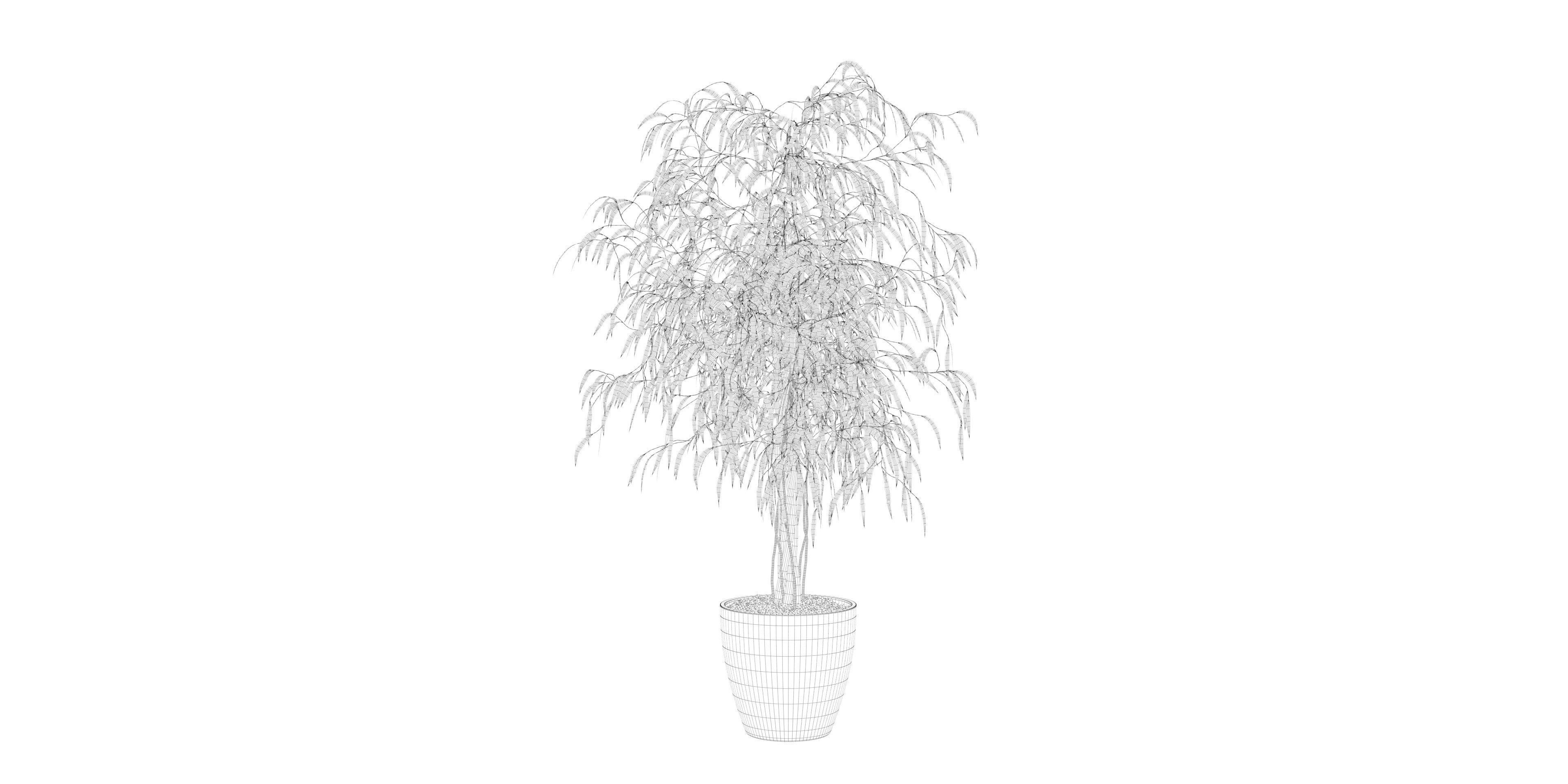 Ficus Ali 3D model_4
