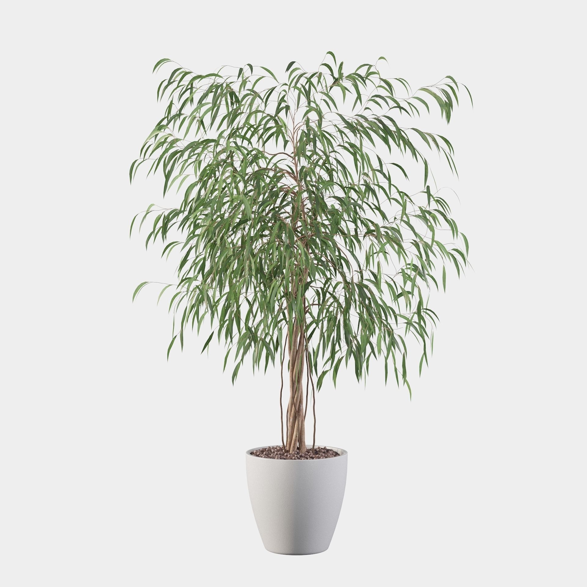 Ficus Ali 3D model_51