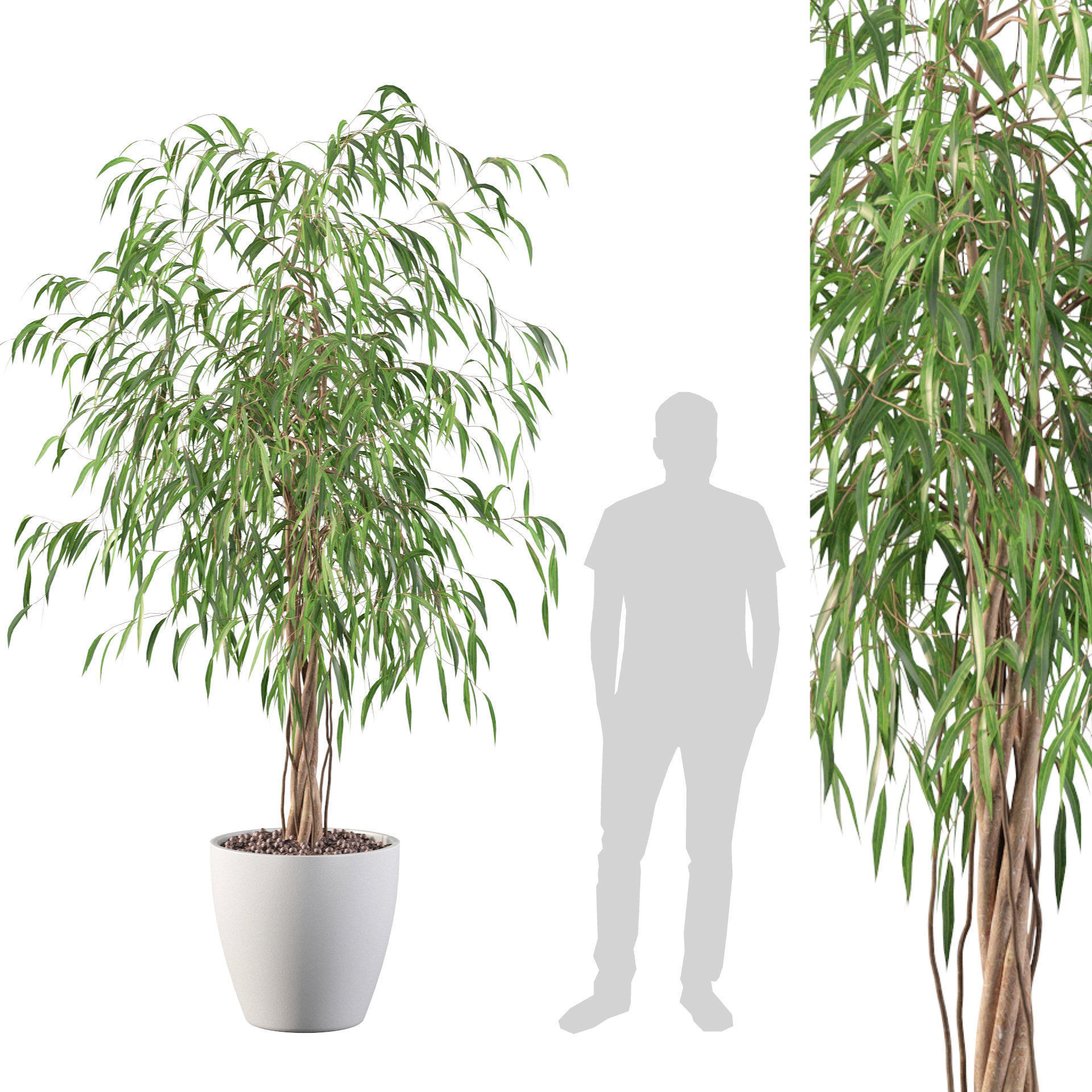 Ficus Ali 3D model_6