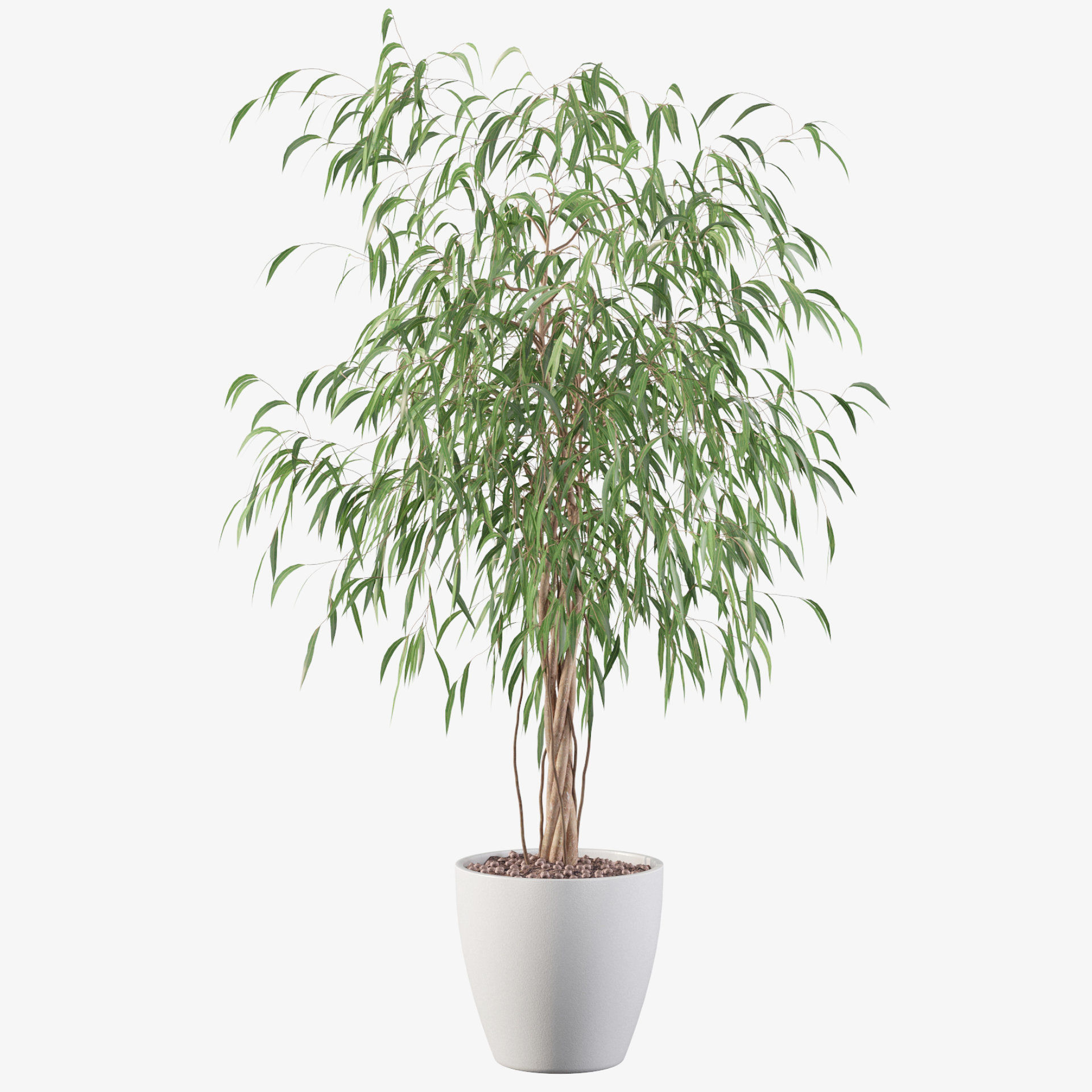 Ficus Ali 3D model_13