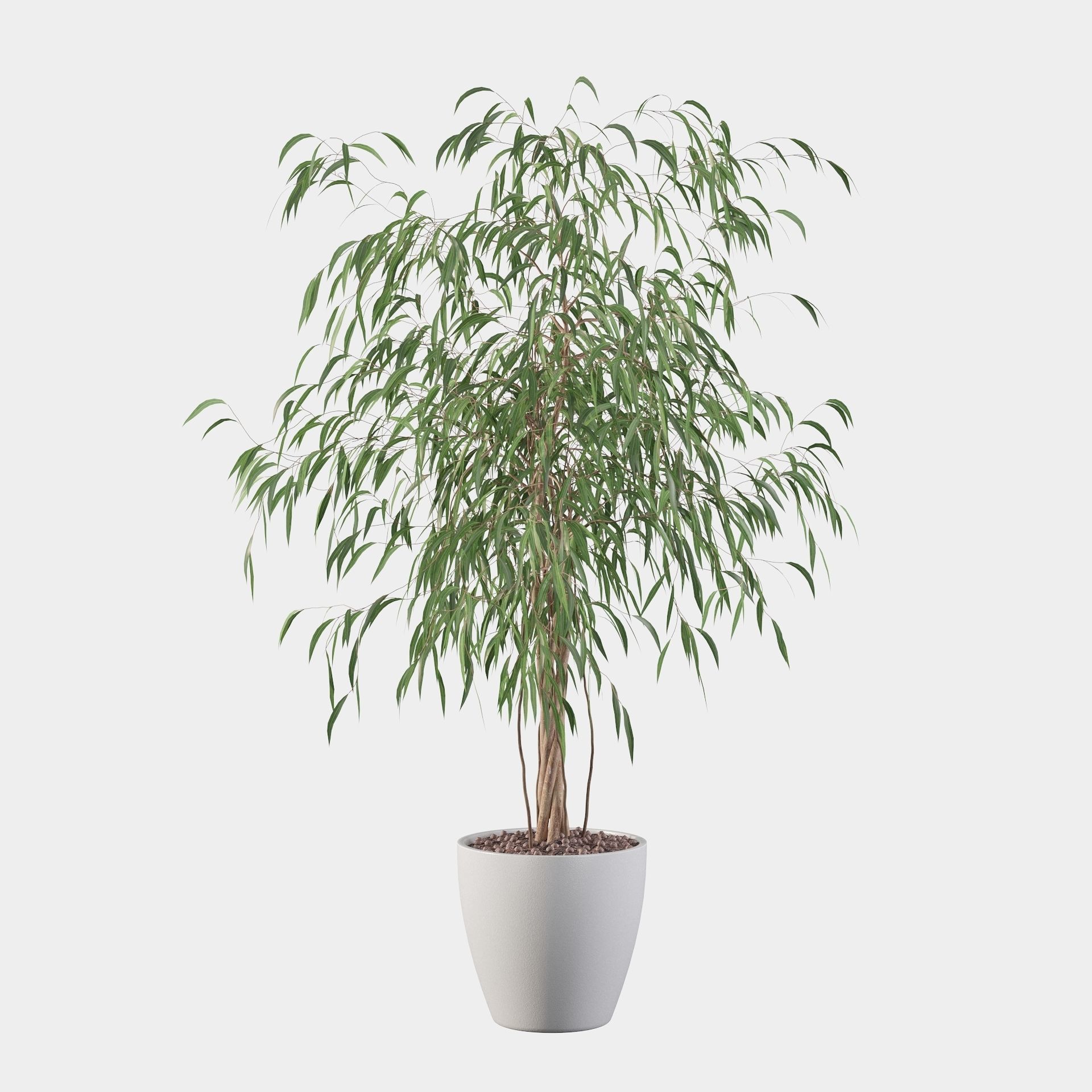 Ficus Ali 3D model_28