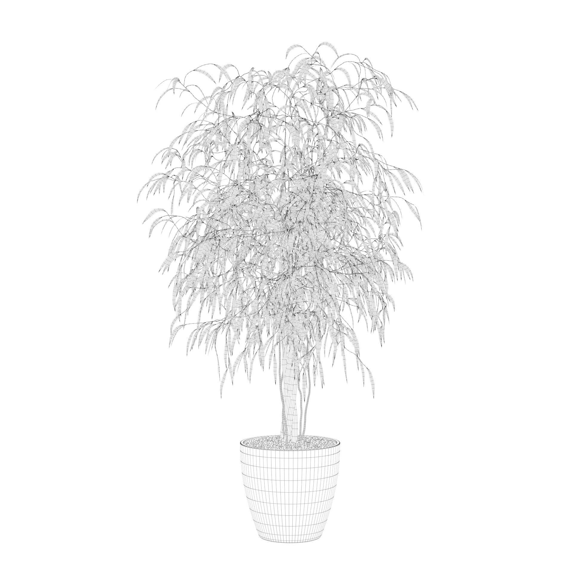 Ficus Ali 3D model_71