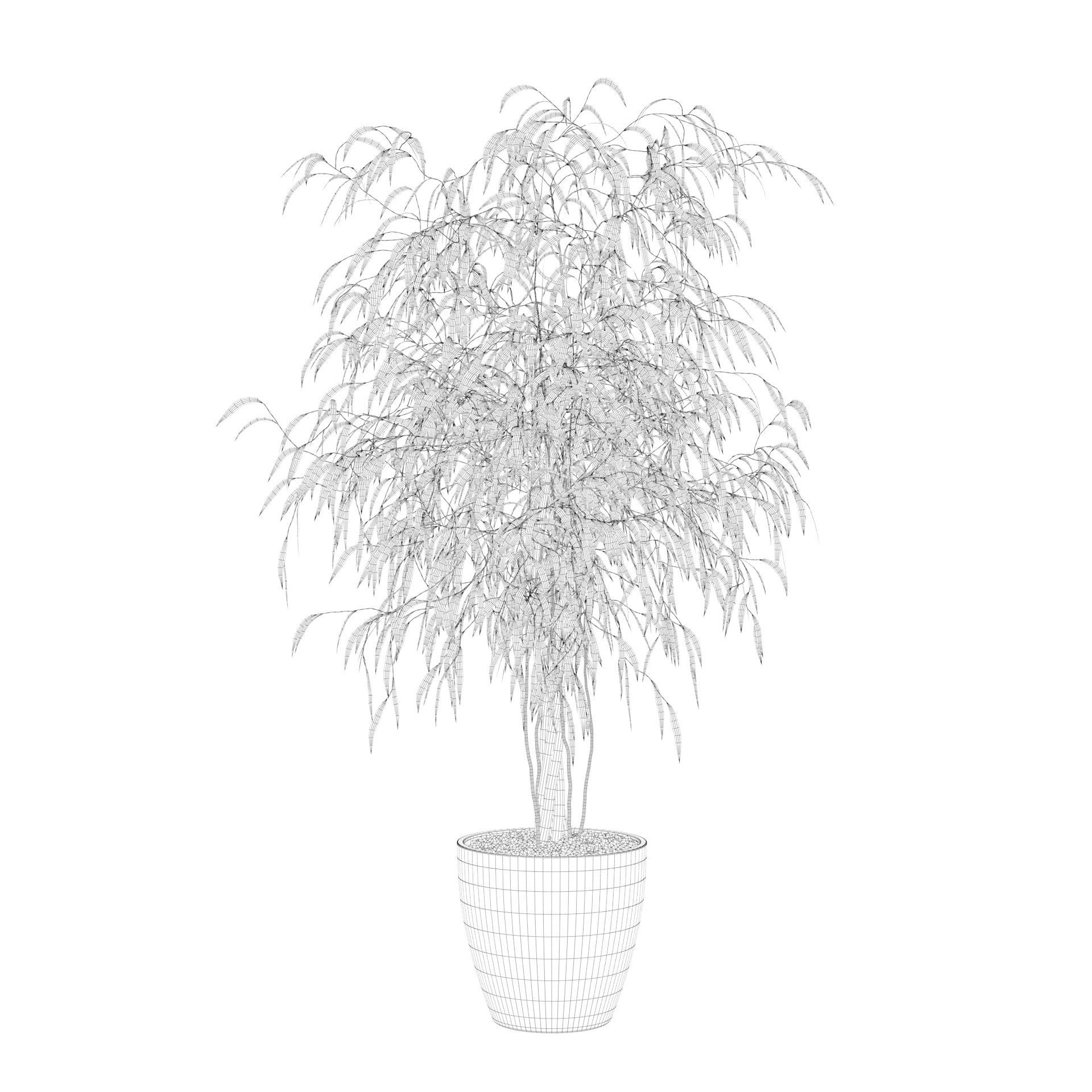 Ficus Ali 3D model_70