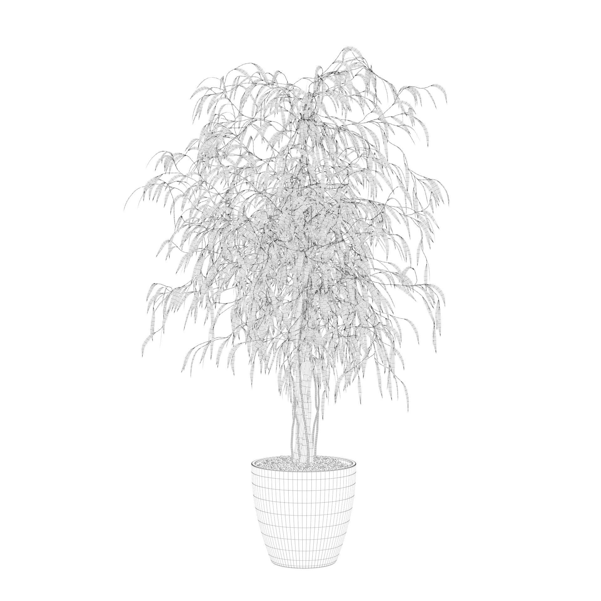 Ficus Ali 3D model_74