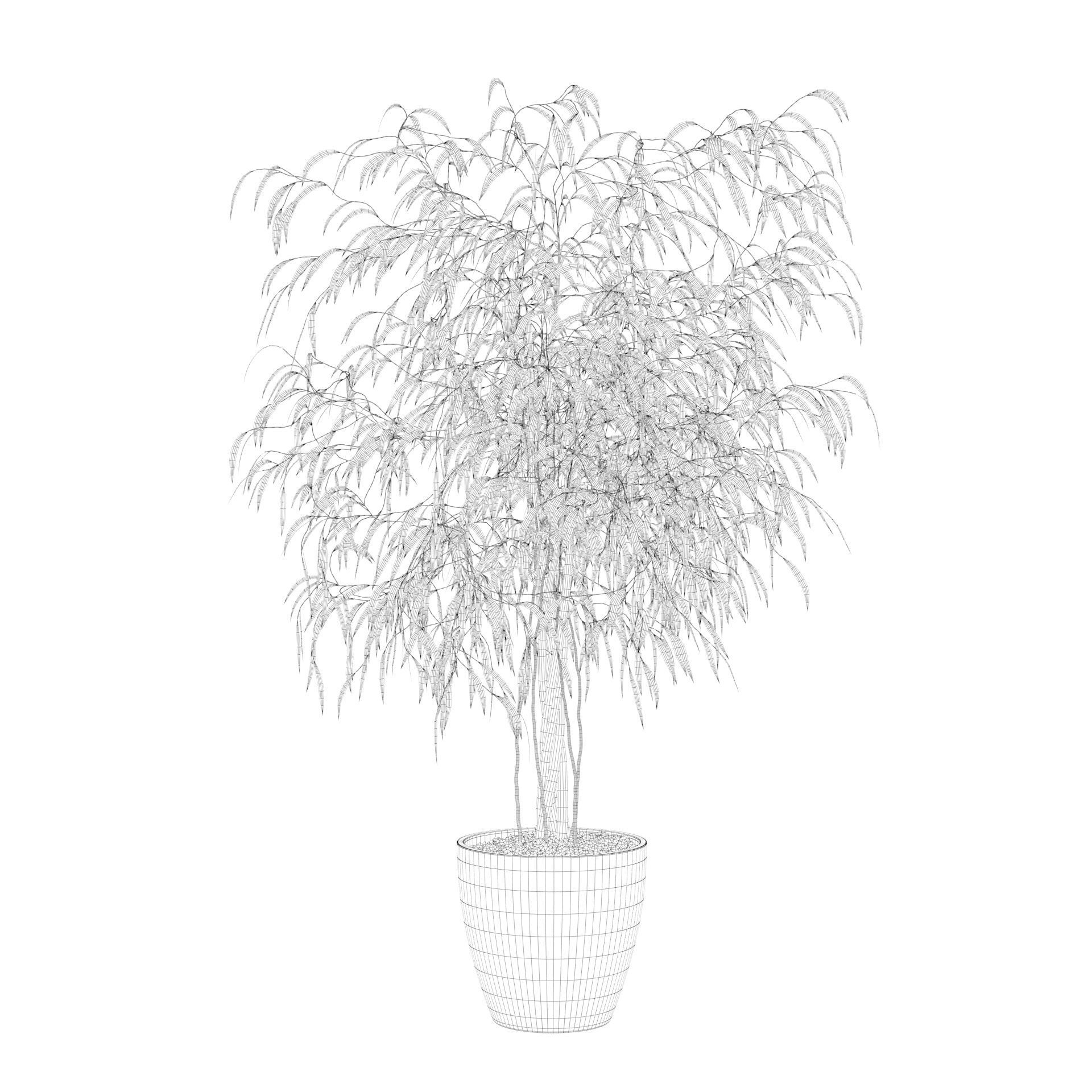 Ficus Ali 3D model_65