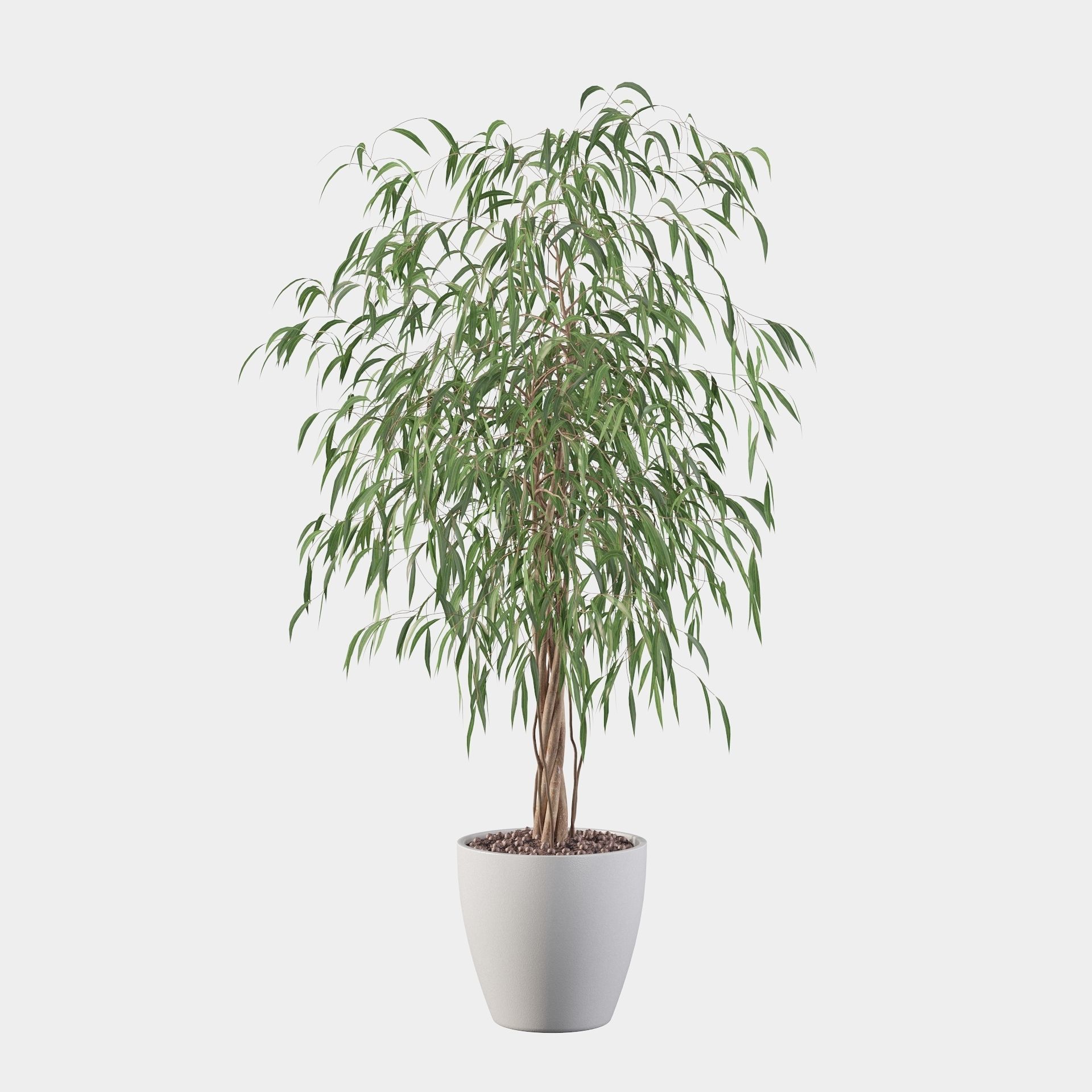 Ficus Ali 3D model_34