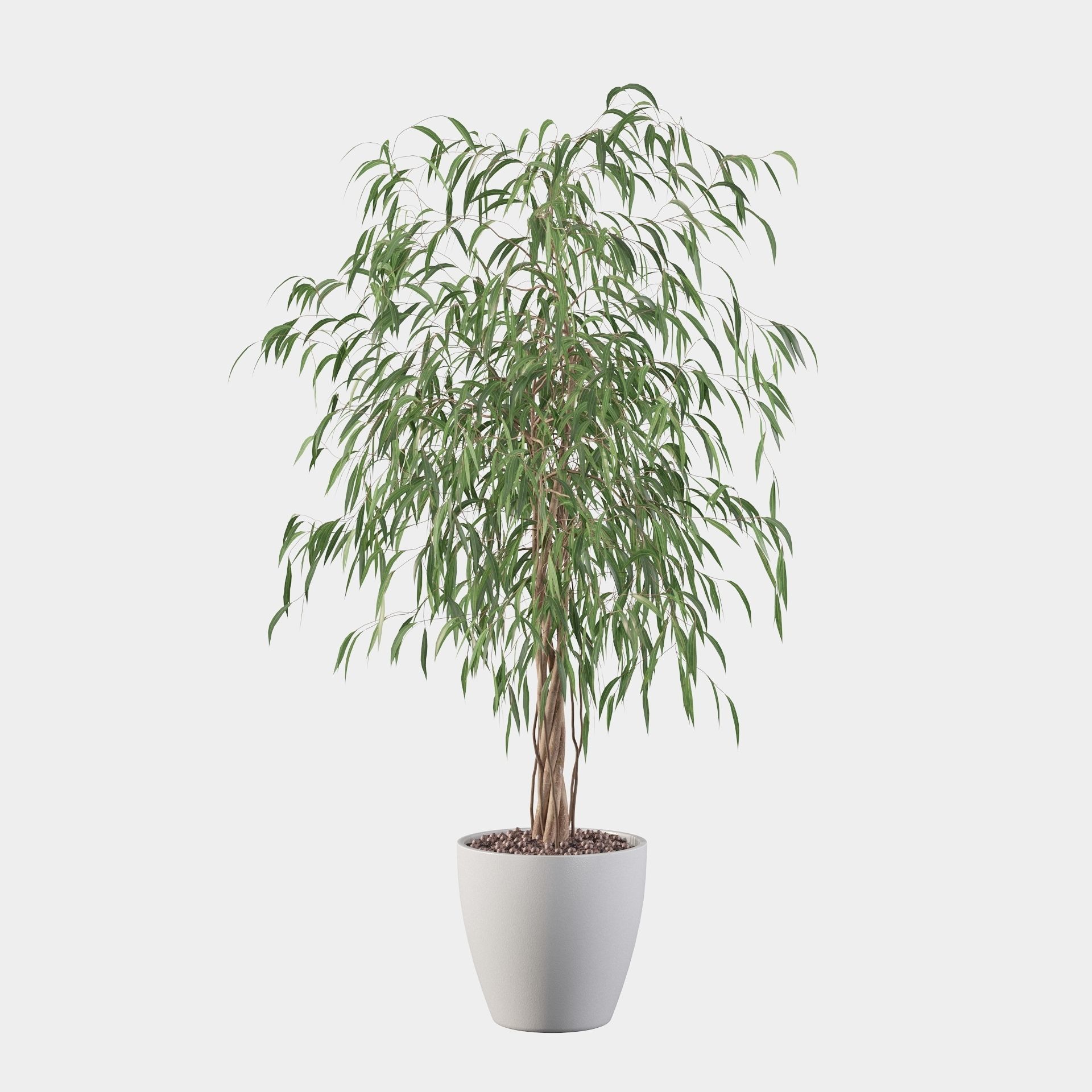 Ficus Ali 3D model_36