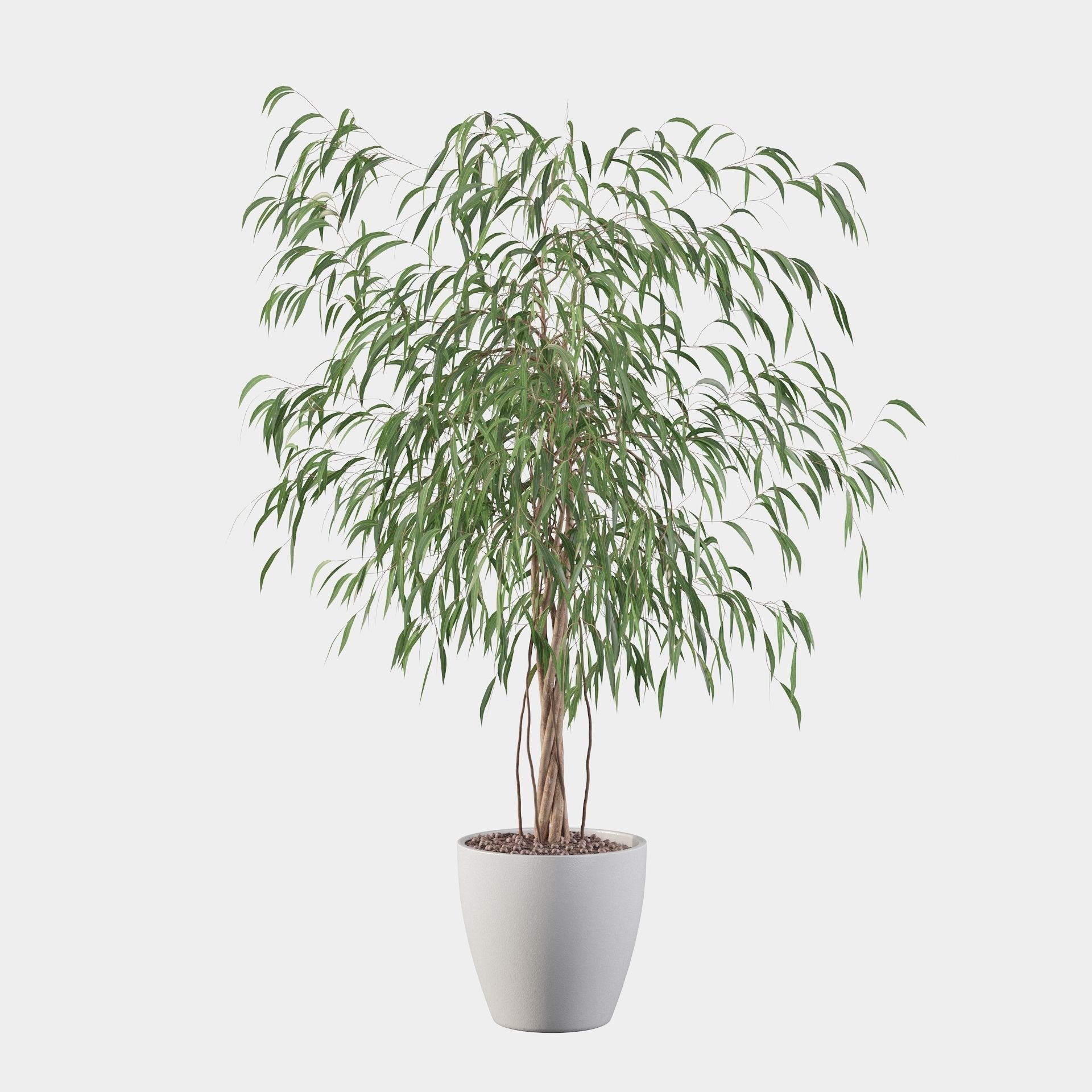 Ficus Ali 3D model_9