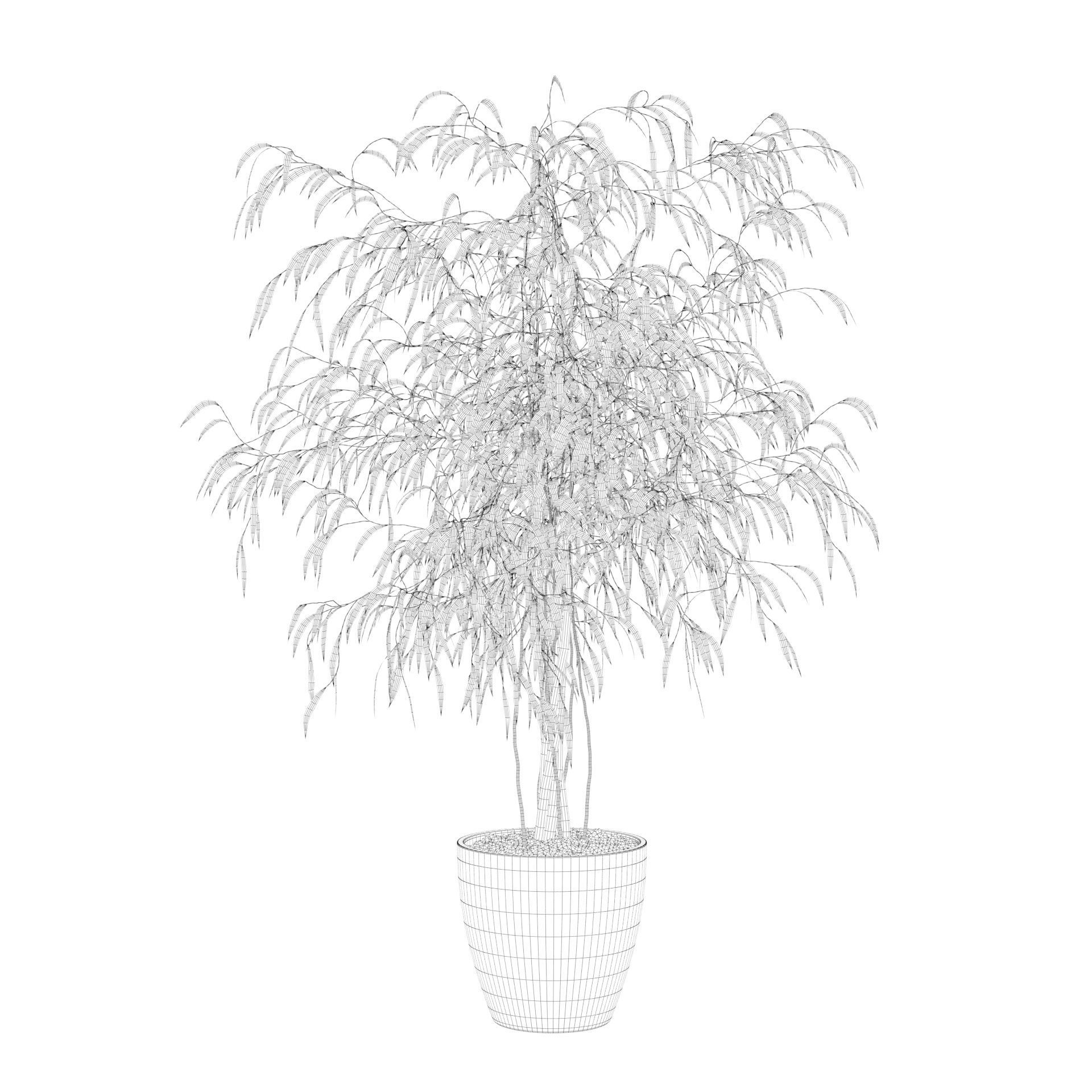 Ficus Ali 3D model_67