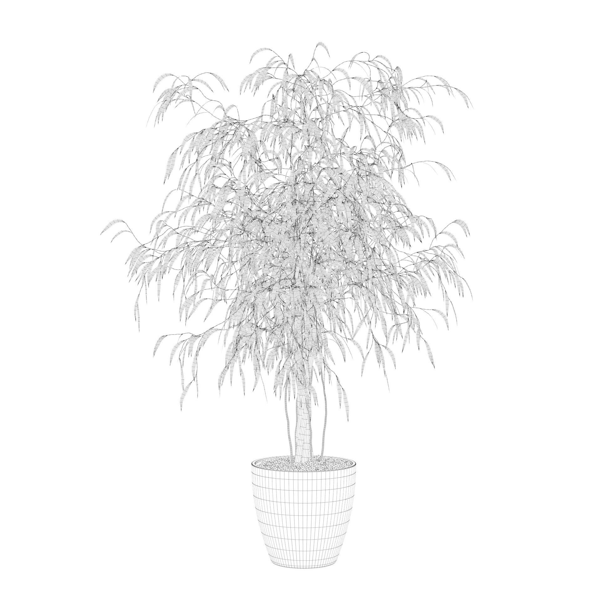 Ficus Ali 3D model_69