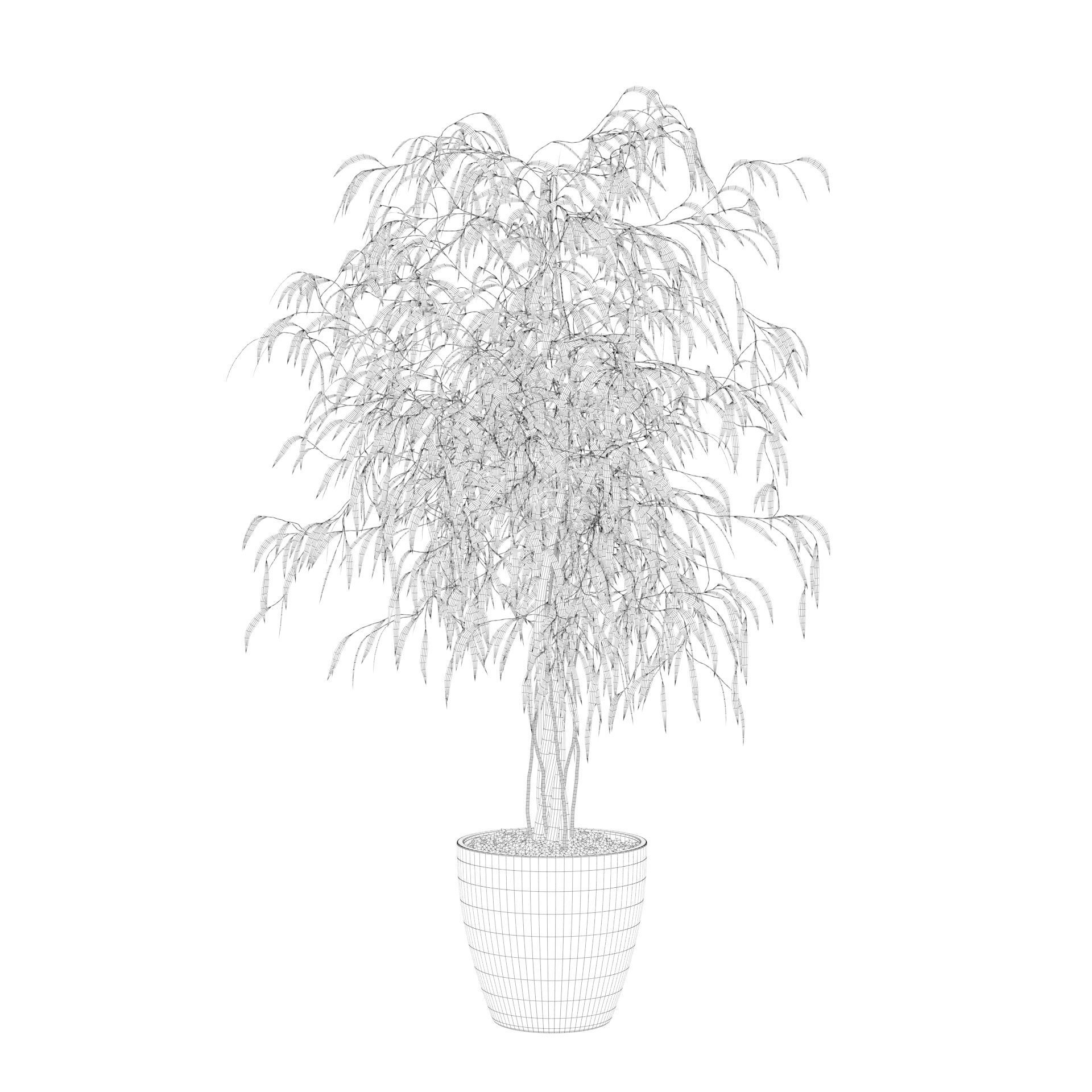 Ficus Ali 3D model_77