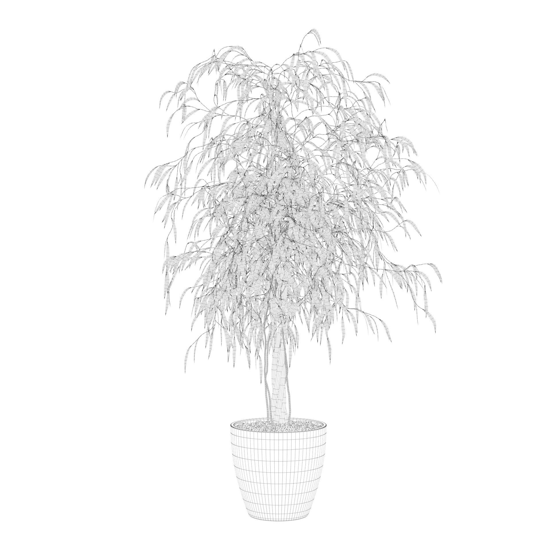 Ficus Ali 3D model_61