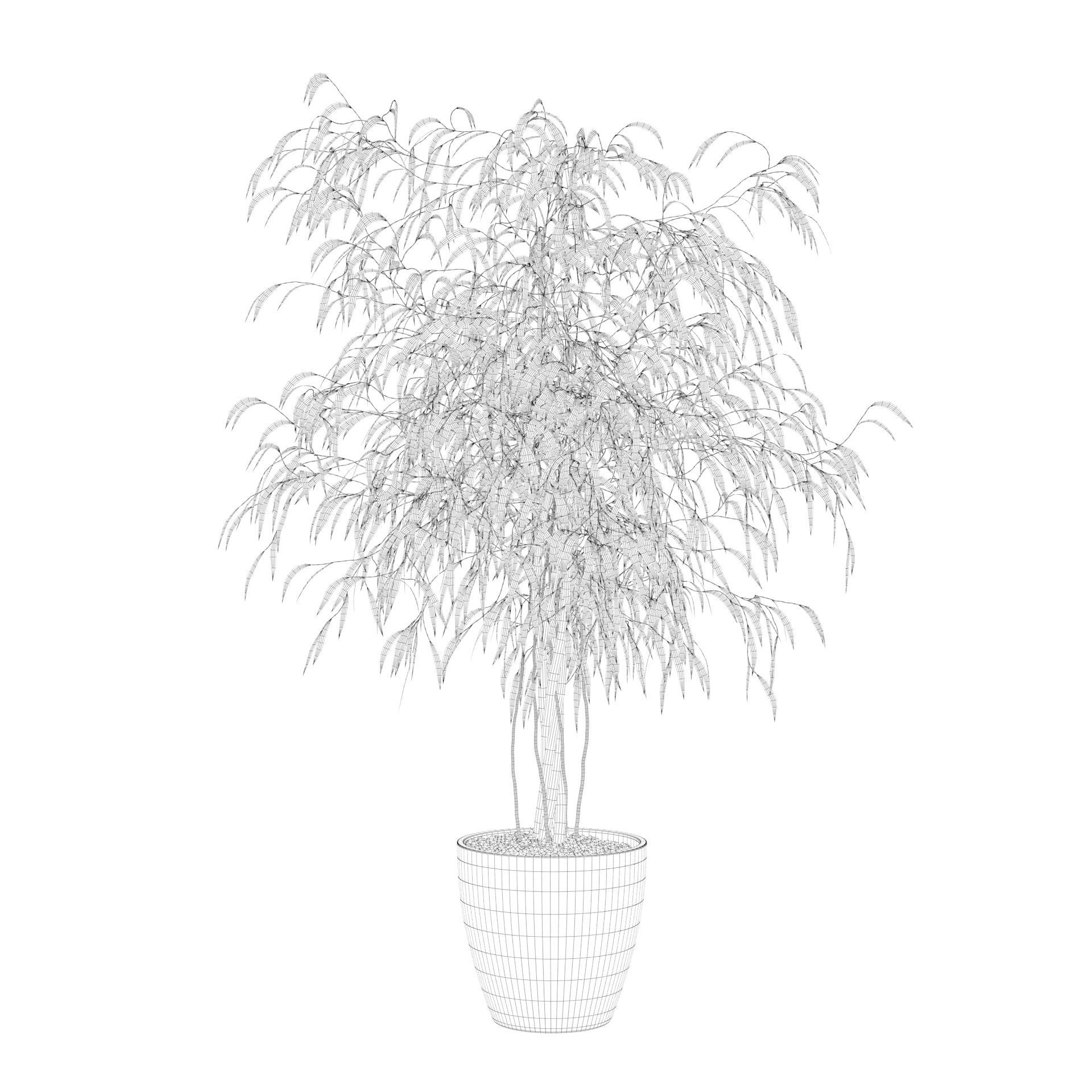 Ficus Ali 3D model_58