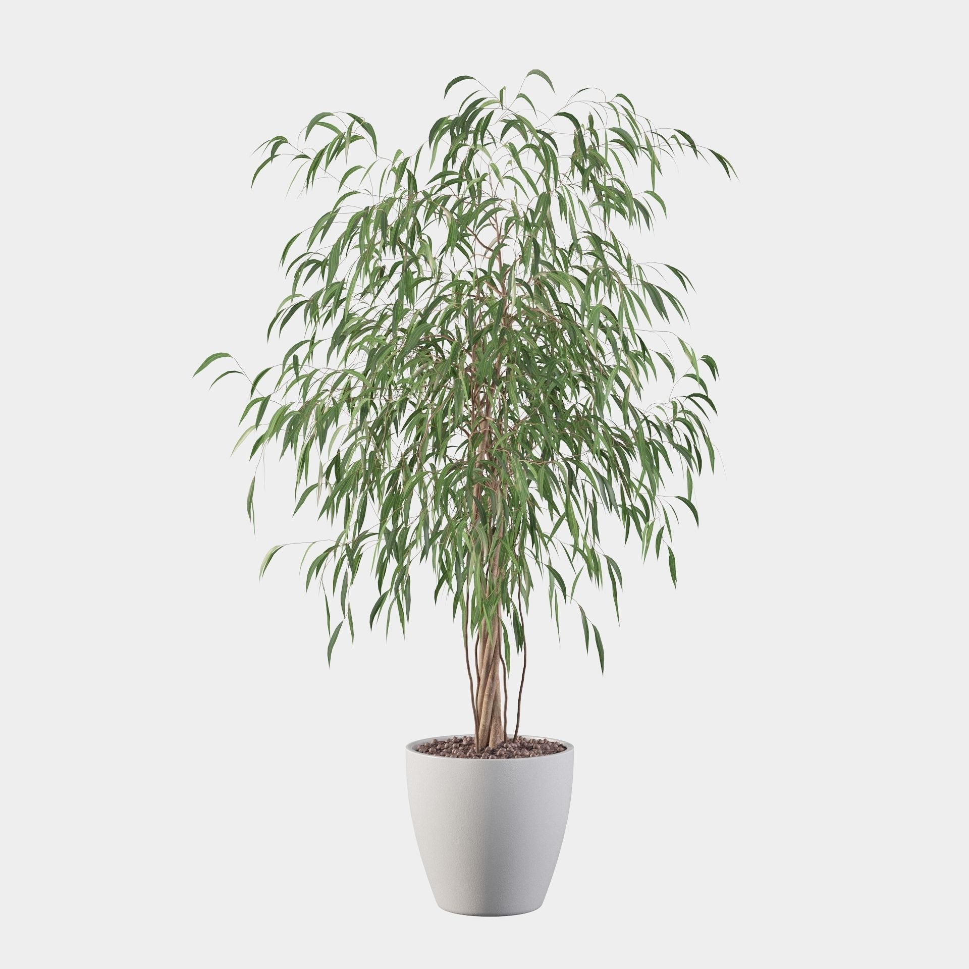 Ficus Ali 3D model_29