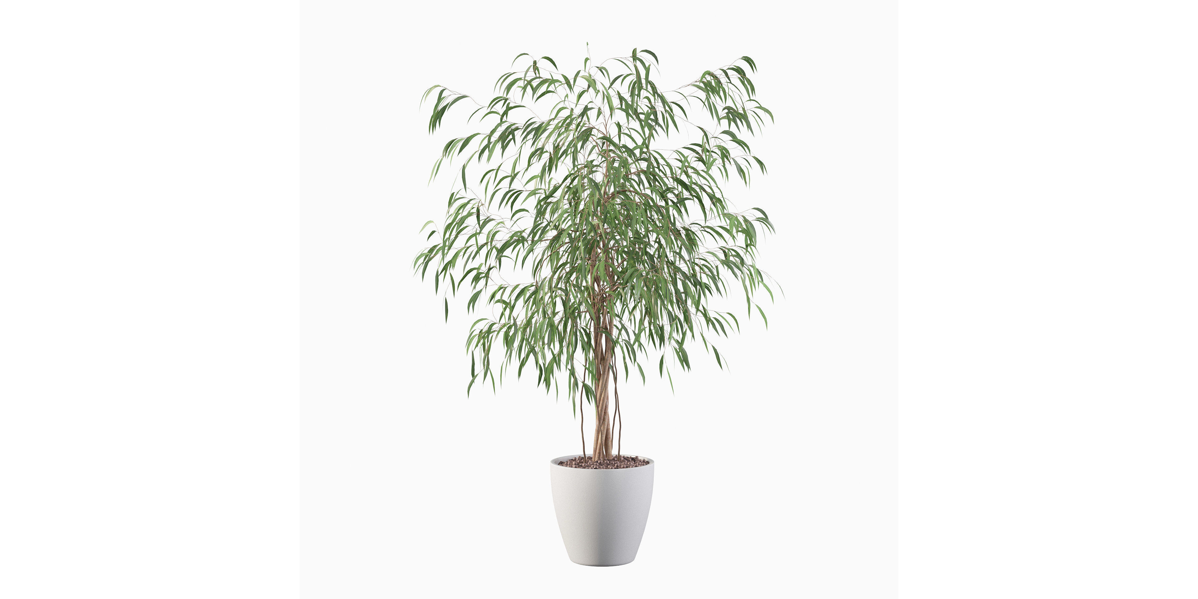 Ficus Ali 3D model_2