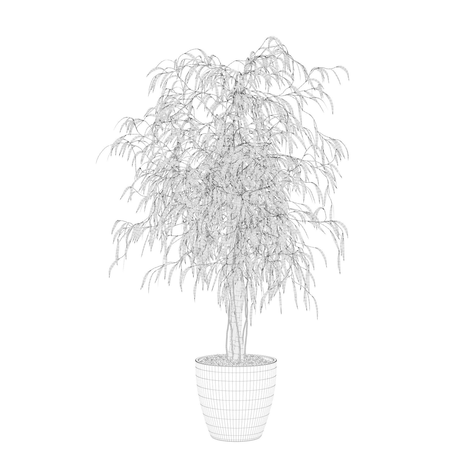 Ficus Ali 3D model_68