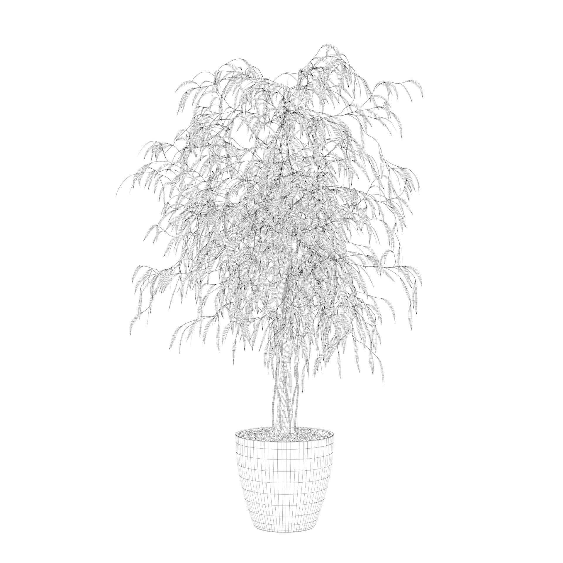 Ficus Ali 3D model_75