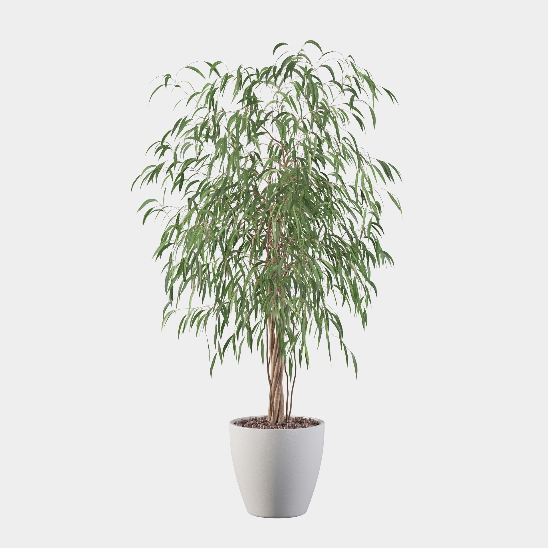 Ficus Ali 3D model_32