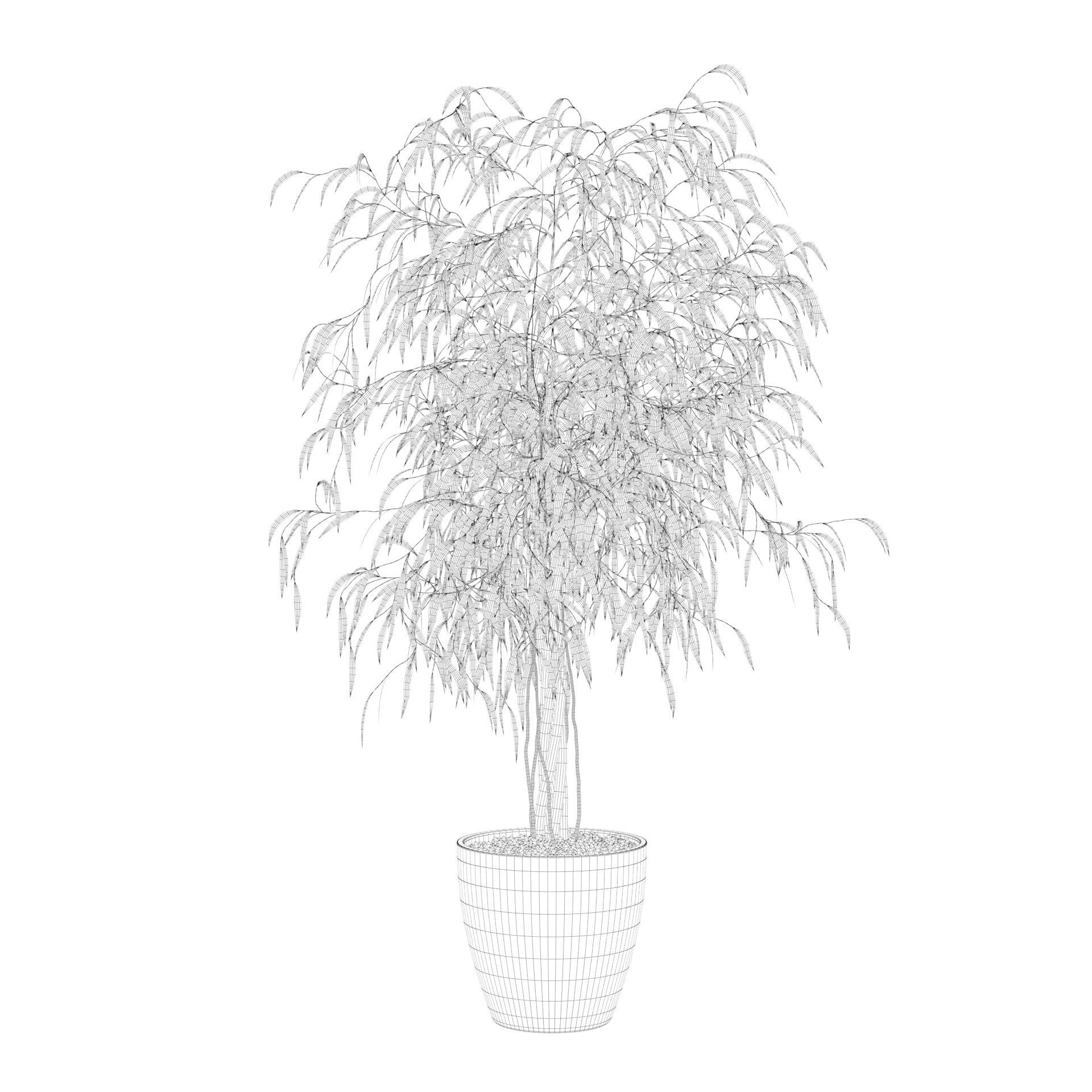 Ficus Ali 3D model_62