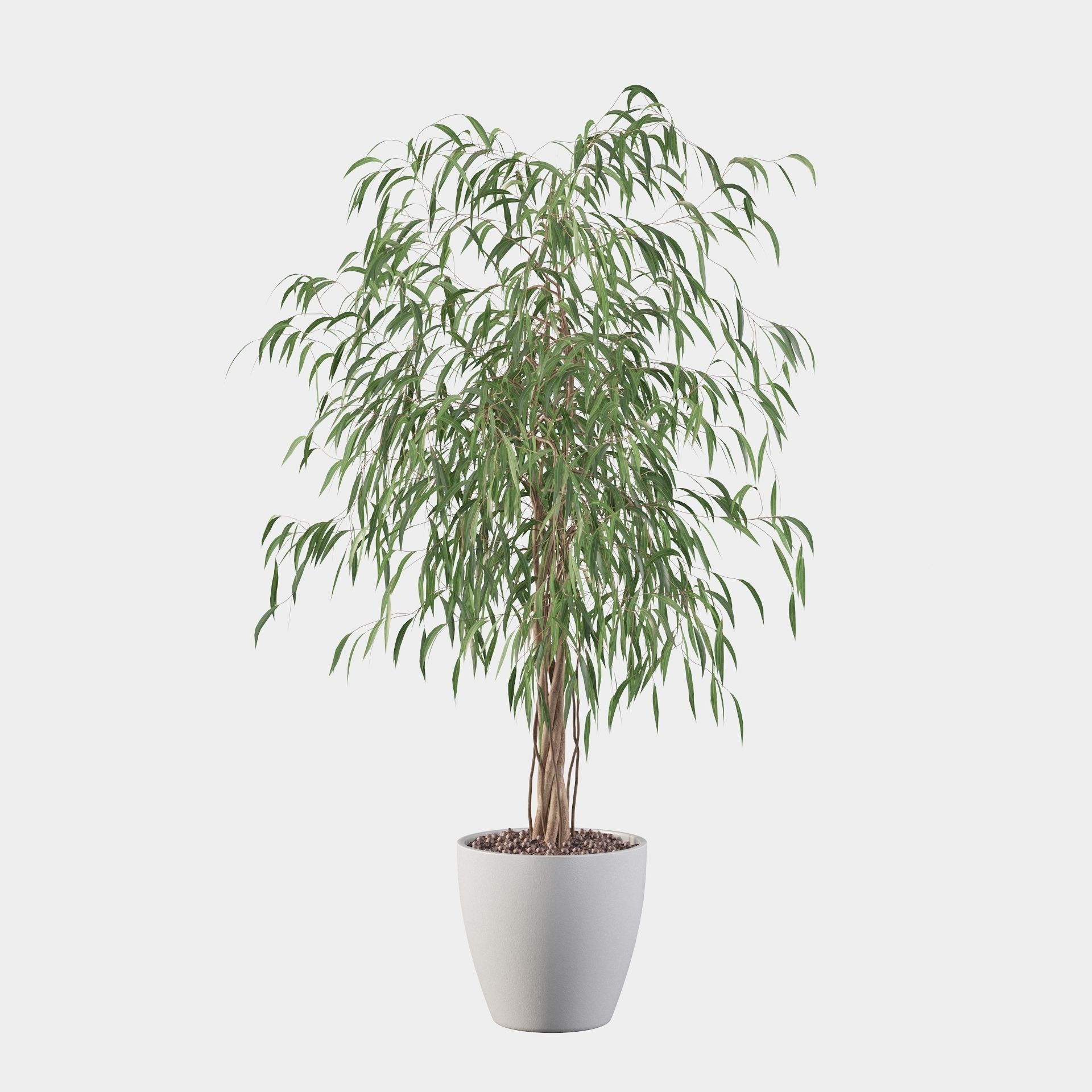 Ficus Ali 3D model_7
