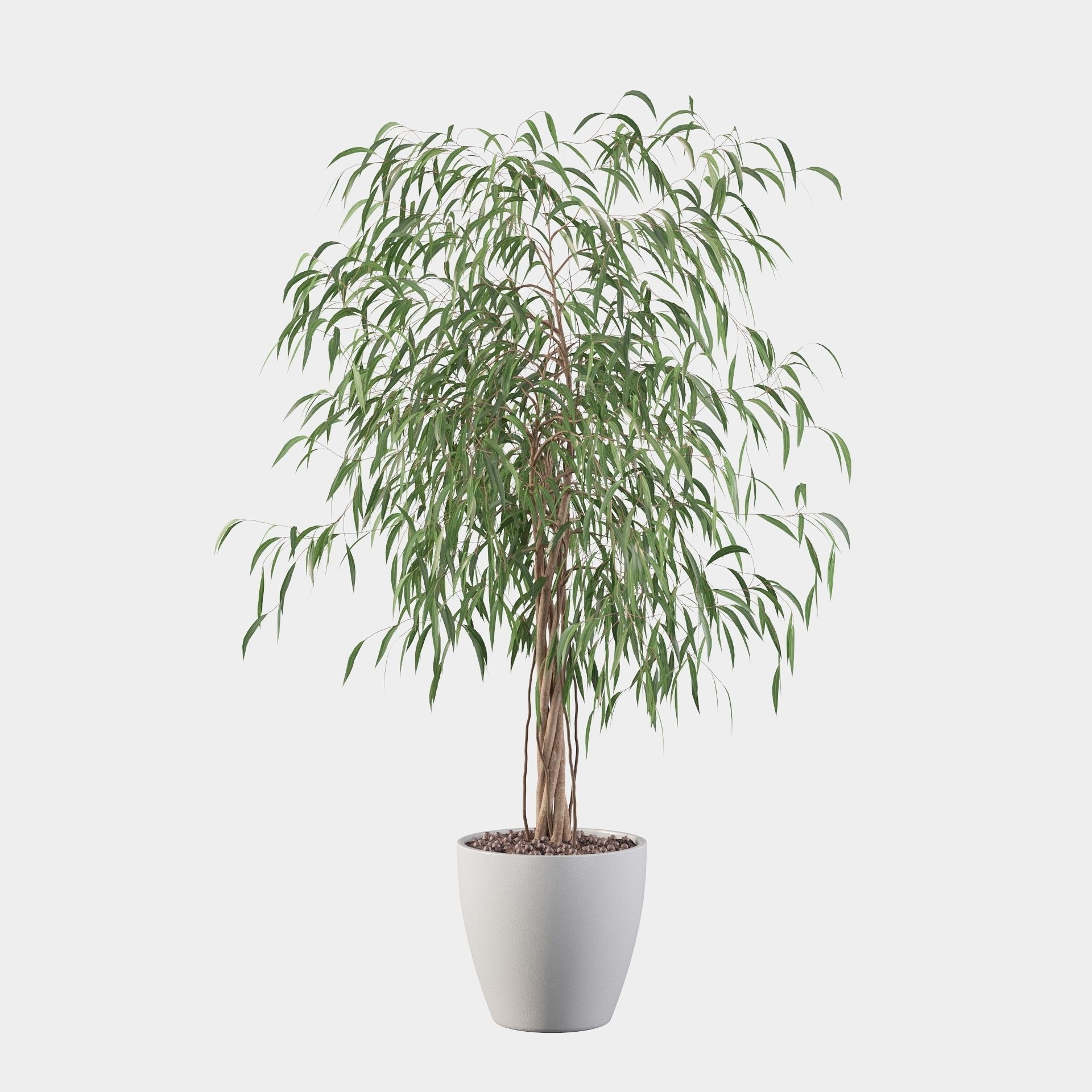 Ficus Ali 3D model_46