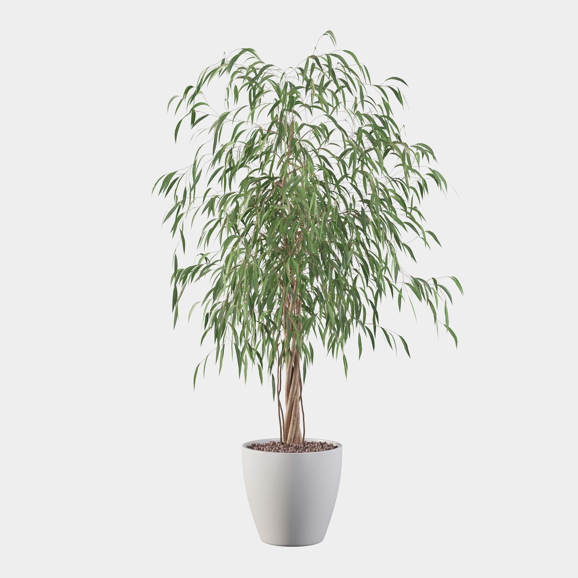 Ficus Ali 3D model_17