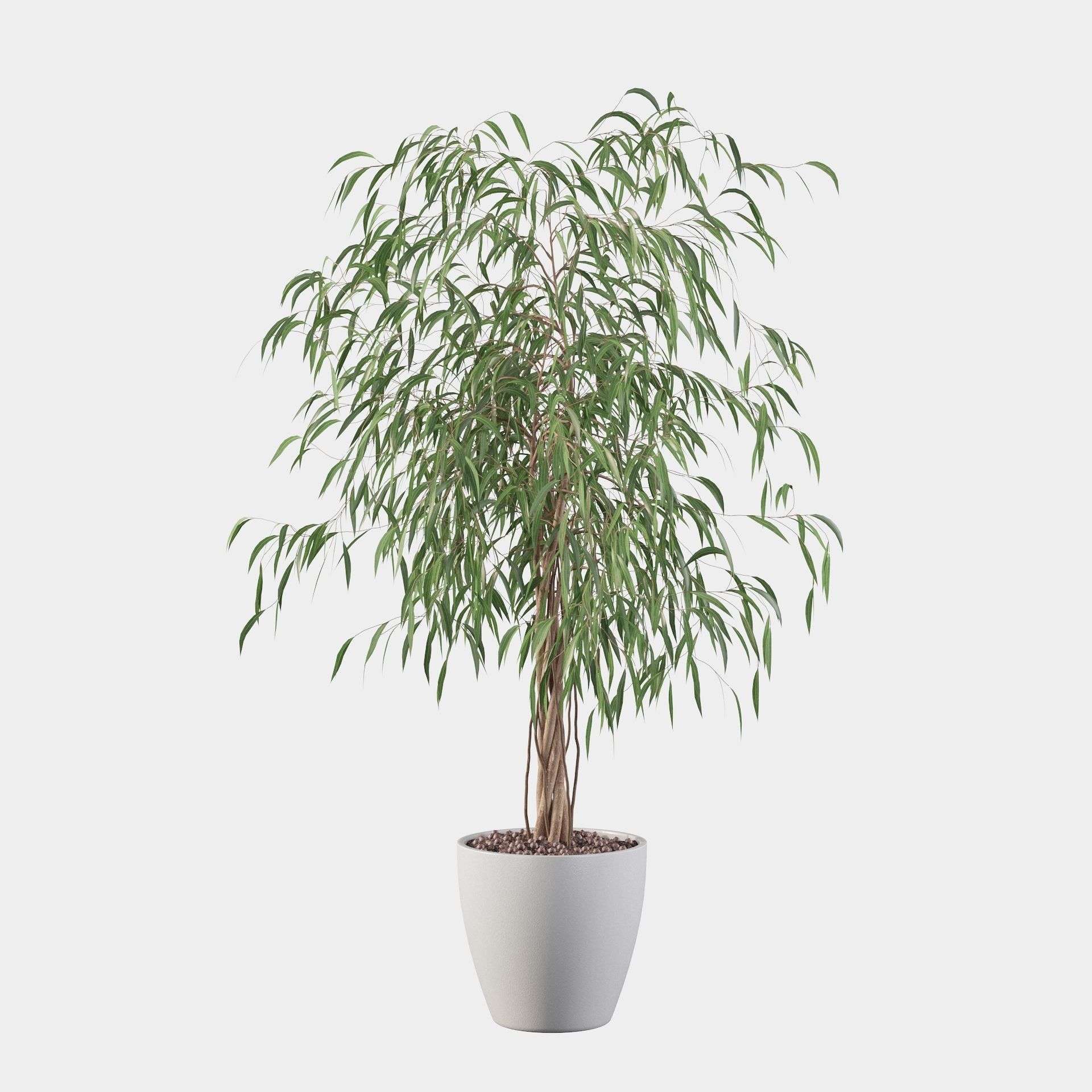 Ficus Ali 3D model_44