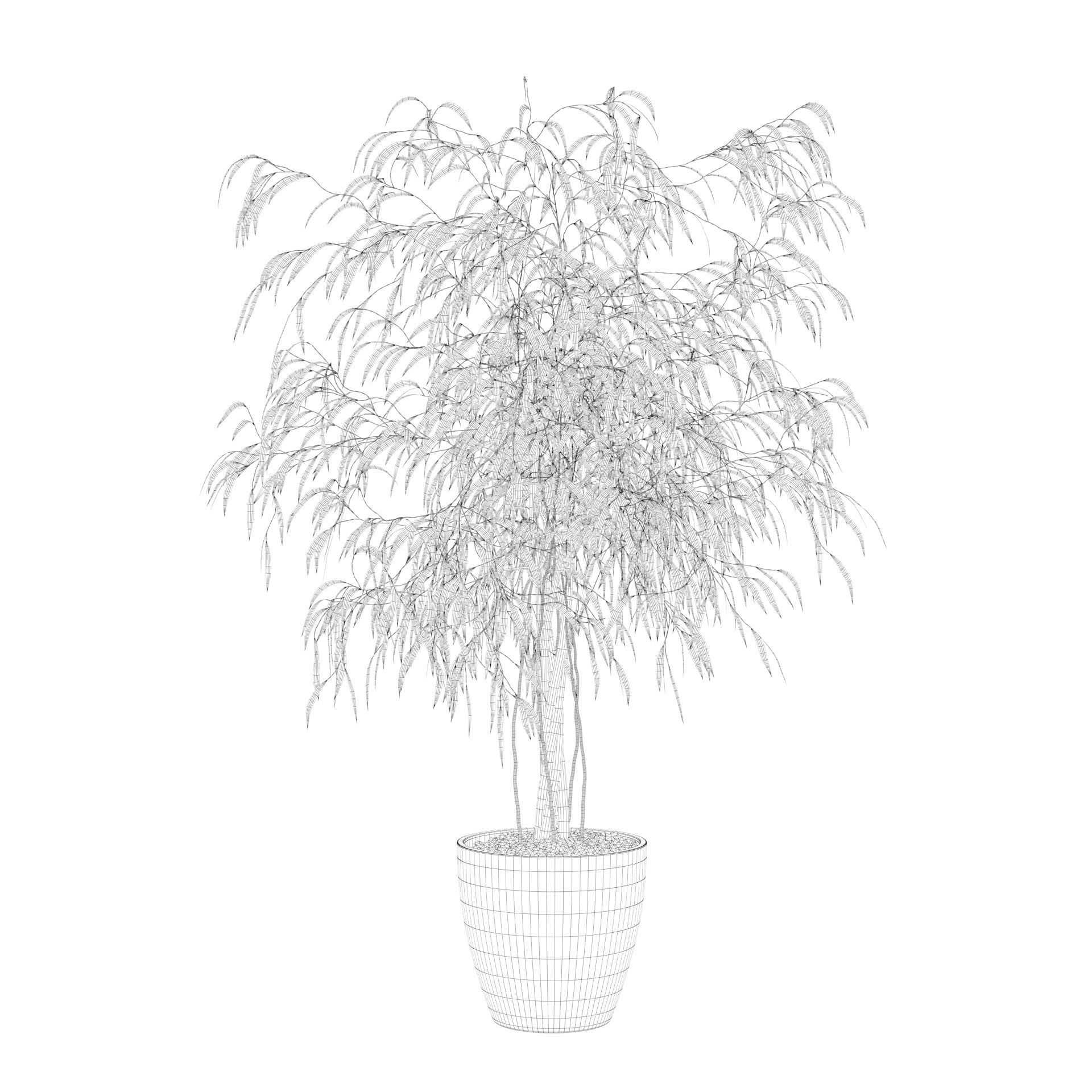 Ficus Ali 3D model_66