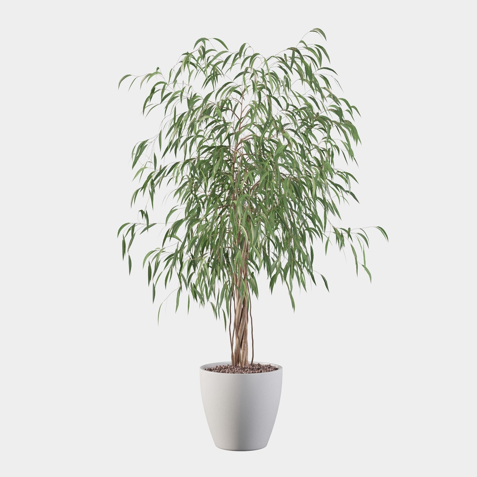 Ficus Ali 3D model_18