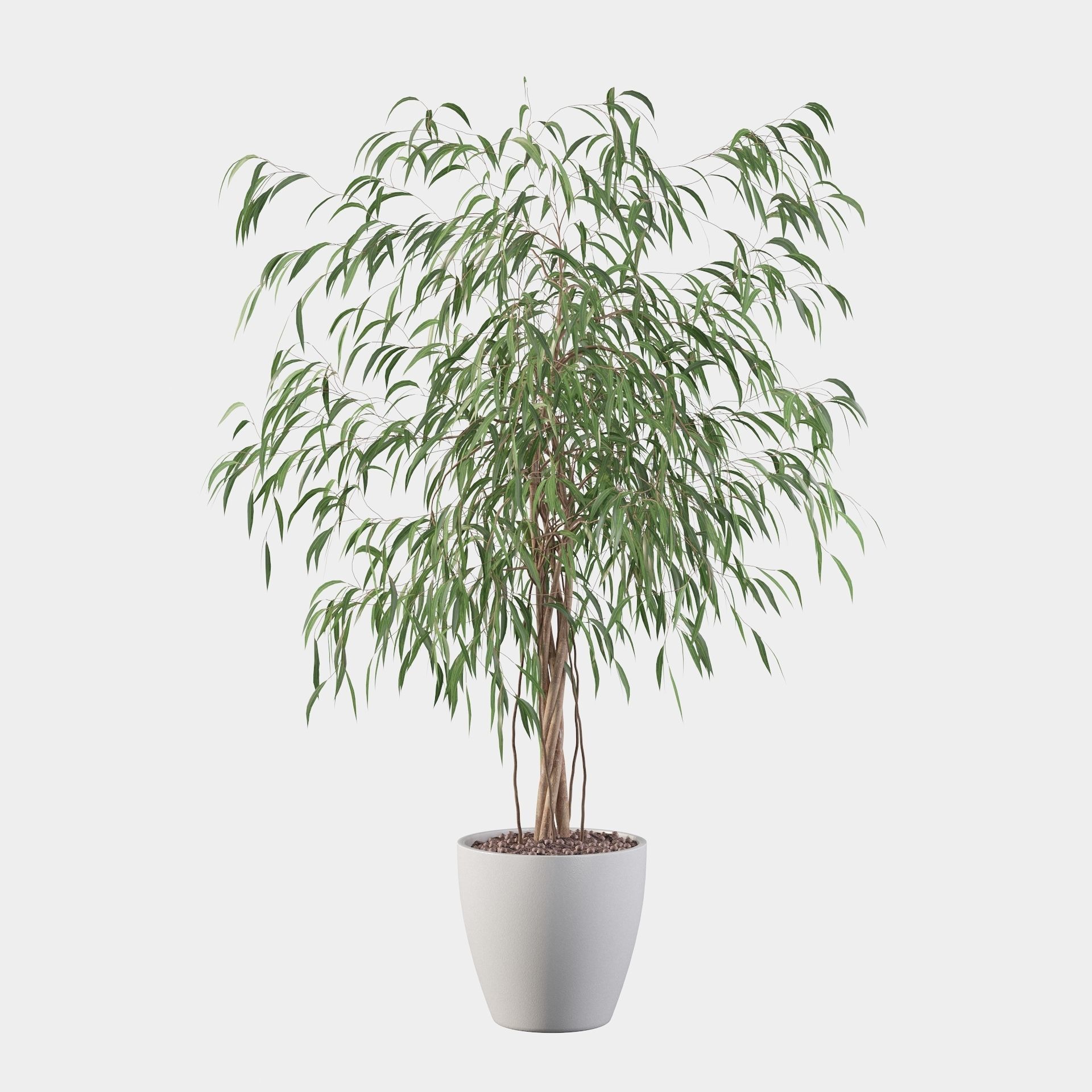 Ficus Ali 3D model_23