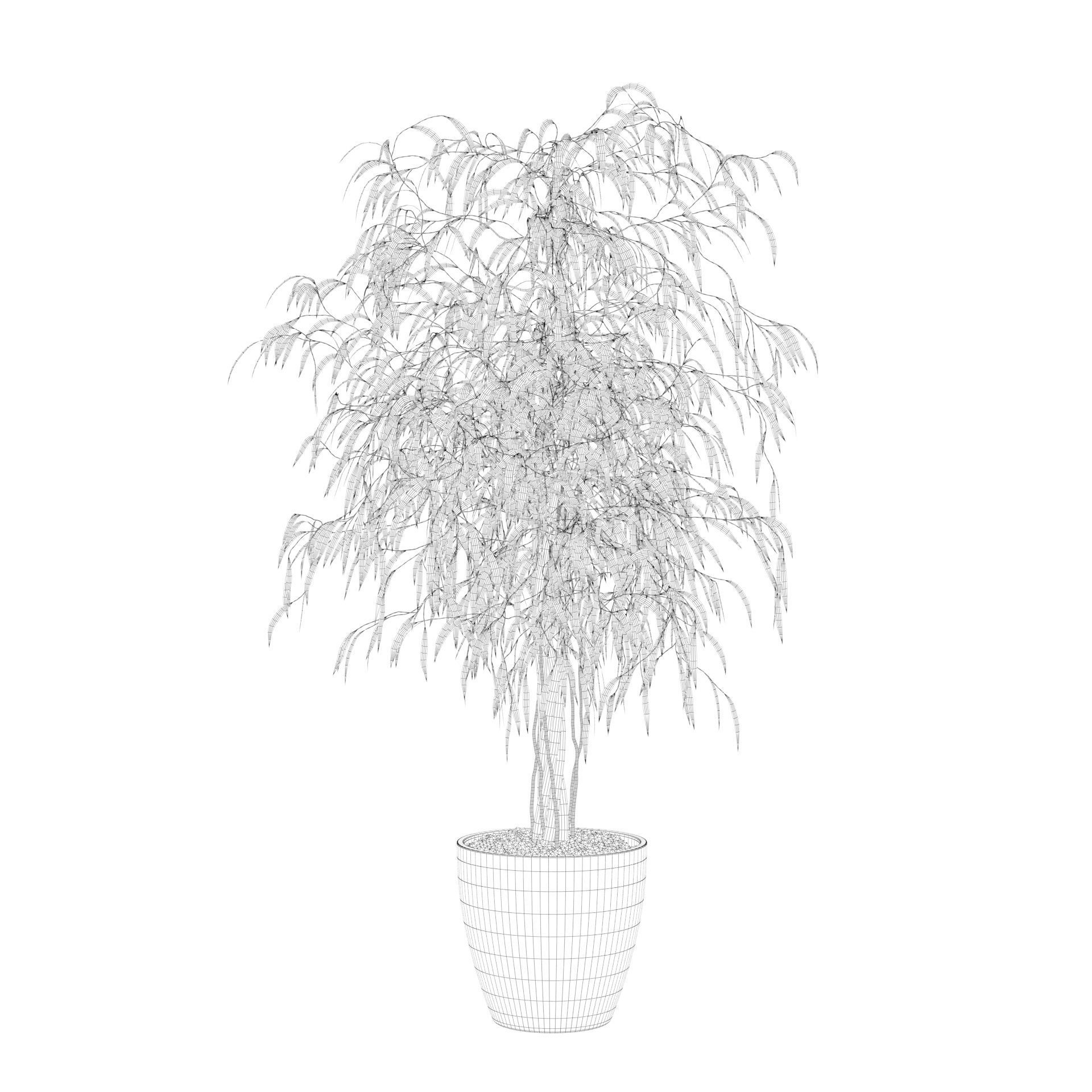 Ficus Ali 3D model_73