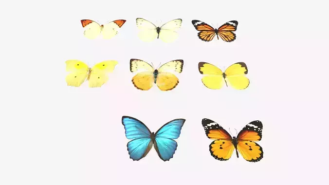 Butterflies butterfly