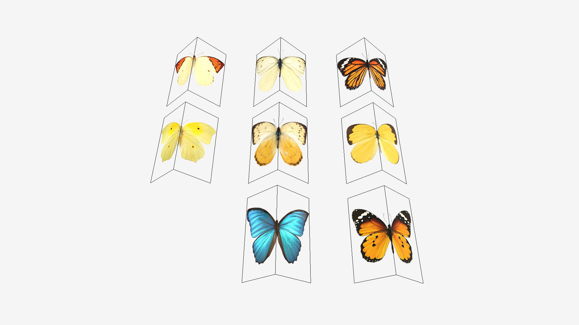 Butterflies butterfly Low-poly 3D model_11